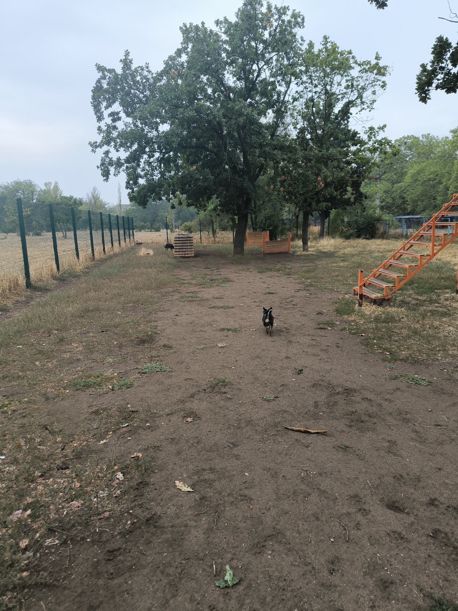 An outdoor dog park in Mykolaiv, Ukraine, on an overcast day. The park features a dirt ground, scattered dry grass, and several trees. A chain-link fence runs along the left side of the park. In the center of the park, a small black and tan dog is walking away from the camera. To the right, an orange metal staircase with wooden steps leads up to an elevated platform. In the background, there are stacks of wooden planks and a low wooden barrier.