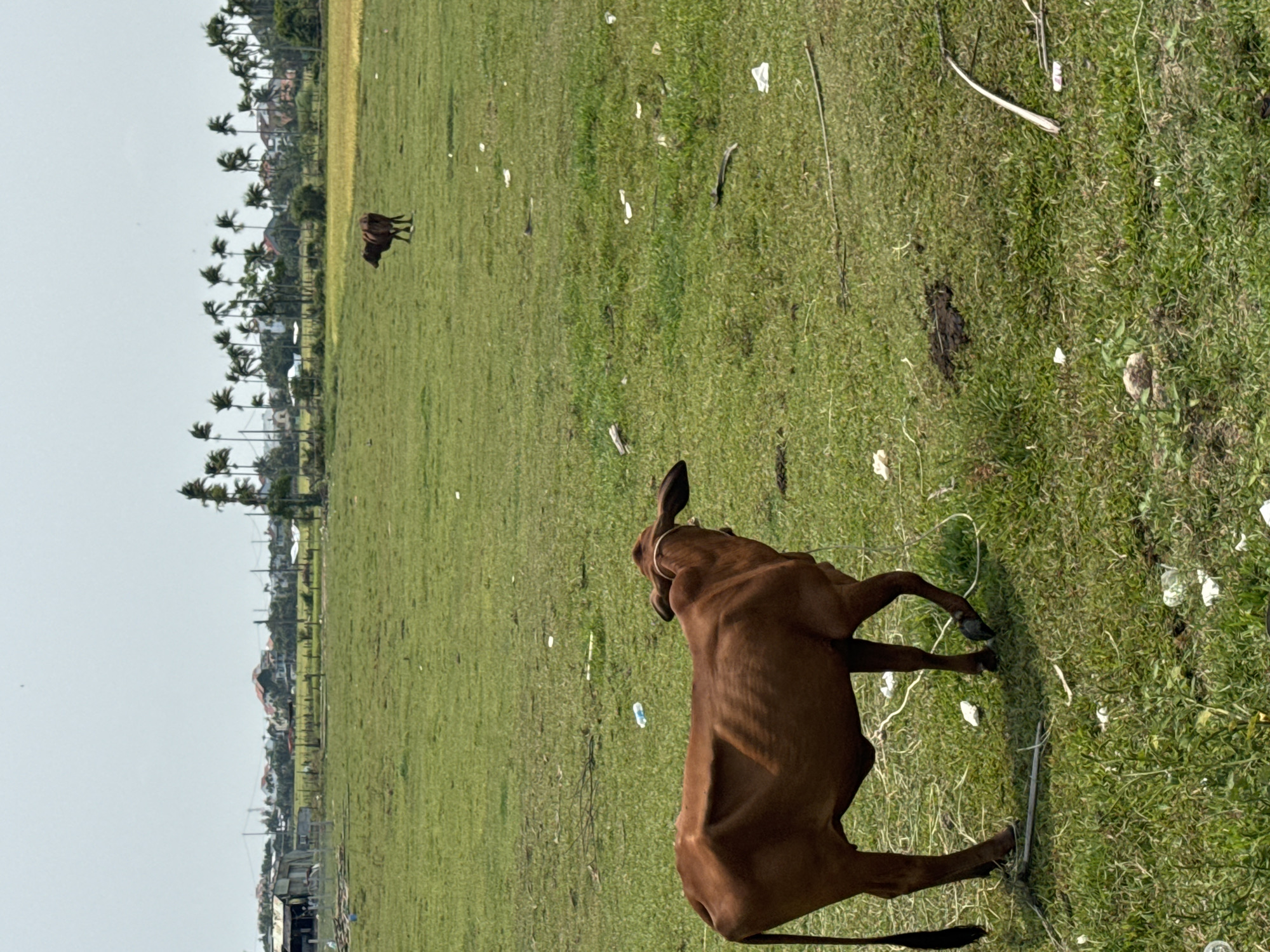 The image depicts a wide, sunlit green field under a clear, bright sky, likely in a rural or semi-urban setting. Along the distant horizon, a line of palm trees marks the edge of the field, with several buildings and structures visible between and behind them.
In the immediate foreground, a lean, brown cow stands facing away from the camera, looking towards the right side of the frame. Its ribs are subtly visible through its coat. Further into the field, in the mid-ground to the left, a smaller brown calf or cow is also visible, standing in a similar orientation.
The ground is covered in green grass, but it is noticeably littered with various pieces of trash. Scattered white plastic bags, wrappers, and a clear plastic bottle are visible, along with some dry branches and twigs. A thin white string or rope lies on the grass near the foreground cow.
The scene takes place during daylight hours, under a clear sky, suggesting good weather. There are no human subjects or specific activities depicted beyond the cows standing in the field. The presence of palm trees and the general landscape are consistent with the specified location of Đà Nẵng, Vietnam. No visible text is present in the image.