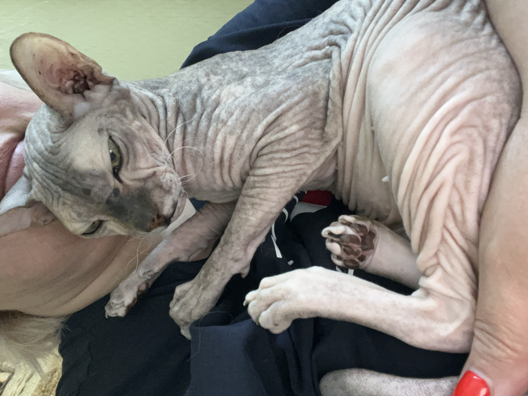 An adult Sphynx cat with grey and white skin is being held by a person wearing a dark blue shirt. The cat's eyes are green and appear to be narrowed. Its paws are extended, with one paw resting on the person's arm. The cat's skin is wrinkled, and its ears are large and pointed. A portion of the person's hand, with red nail polish, is visible in the lower left corner of the image. The background is a plain light green wall. The image was taken indoors.