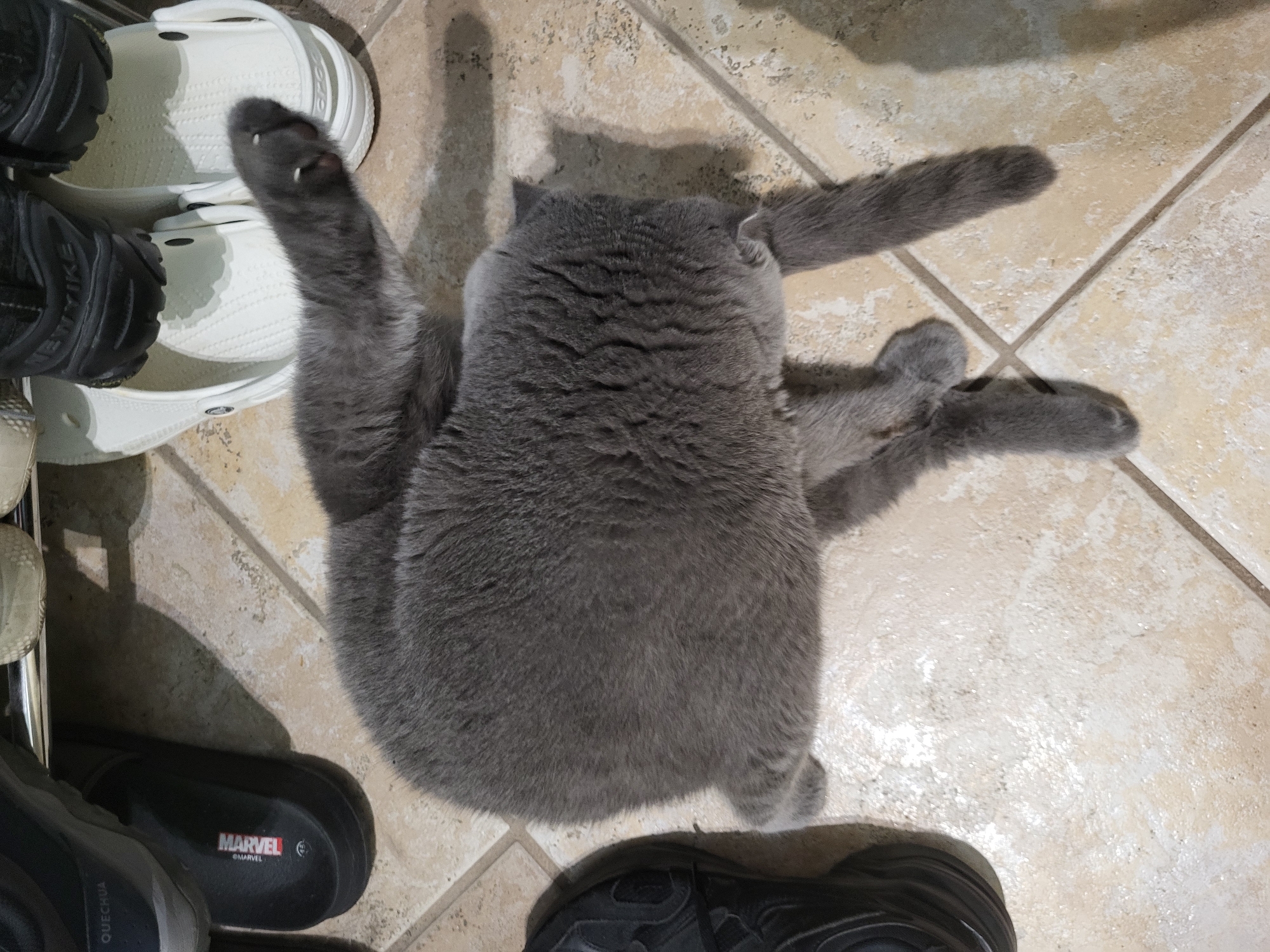 A gray cat is lying on a tiled floor, appearing to be grooming itself. The cat's body is stretched out, with its hind legs tucked underneath and one front paw extended. Various shoes and footwear are visible in the background, suggesting the location is near a shoe rack or storage area. The floor is made of light-colored tiles with visible grout lines. The lighting in the scene is somewhat dim, casting subtle shadows. The overall impression is of a relaxed domestic environment.