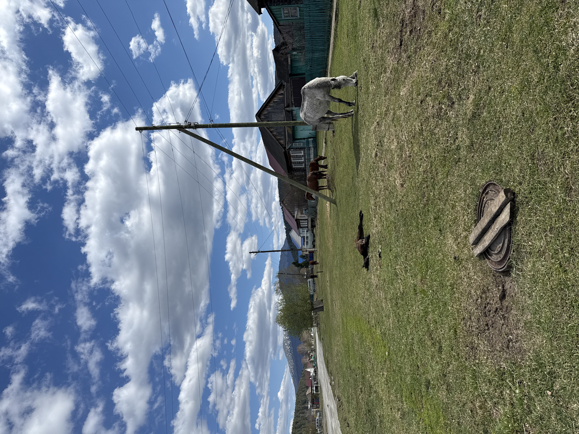 This image captures a serene, sunny day in the rural, mountainous village of Tyulyuk, Russia. The sky is a vibrant blue, adorned with numerous fluffy white cumulus clouds. Power lines stretch across the sky from a prominent wooden utility pole, which stands tall in the left mid-ground.
The foreground features a wide expanse of green grass, where several horses are engaged in various activities. A light-colored horse, possibly white or very light grey, is centrally located, bending its head down to graze. Further back and to the right, a dark brown horse is lying down on the grass, seemingly at rest. Near the wooden buildings in the mid-ground, two additional brown horses stand together. On the far right of the grassy area, a circular metal object, possibly a manhole cover or part of an old well, is visible on the ground, accompanied by a few wooden planks.
In the mid-ground, a collection of rustic wooden houses, some with dark roofs and others with green or dark-colored exteriors, are scattered along a dirt road or path. These structures are typical of a traditional village setting. Beyond the houses, the majestic peaks of mountains, some appearing to have patches of snow or exposed rock, rise into the distance under the bright daylight. The overall scene conveys a sense of peacefulness and rural tranquility, showcasing the simple, natural beauty of the region. The time of day appears to be late morning or early afternoon due to the clear sunlight. There is no visible text in the image.
