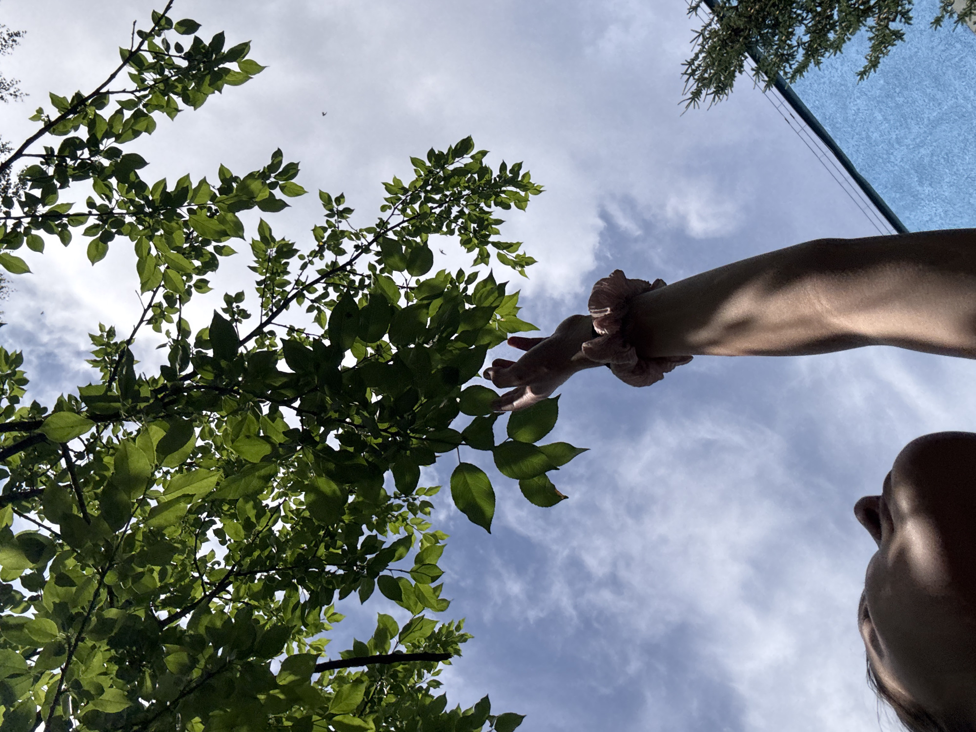The image depicts a low-angle shot looking up towards a tree canopy and a blue sky with scattered clouds. In the foreground, a person's arm is extended upwards, with their fingers reaching towards the leaves. The person is wearing a pink scrunchie on their wrist. The leaves are a vibrant green, illuminated by sunlight. A portion of a blue building and a green tree are visible in the background. The scene appears to be outdoors, possibly in a park or residential area. There is no visible information to confirm the location in Chaikovsky, Russia.