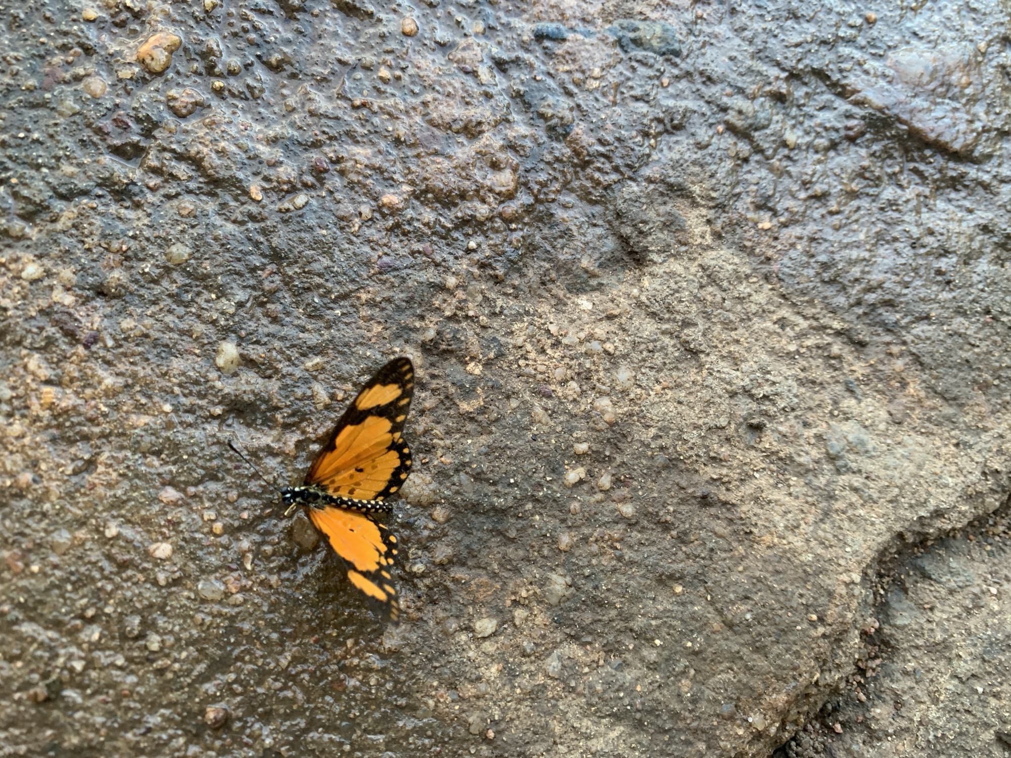 A monarch butterfly rests on a wet, textured surface composed of small pebbles and sand. The butterfly's wings are predominantly orange with black veins and white spots along the edges. The surface appears to be a path or ground area, likely in an outdoor setting. The lighting suggests it is daytime. No people or other animals are visible. The scene is devoid of any context that would place it in Kuru Karama, Nigeria.