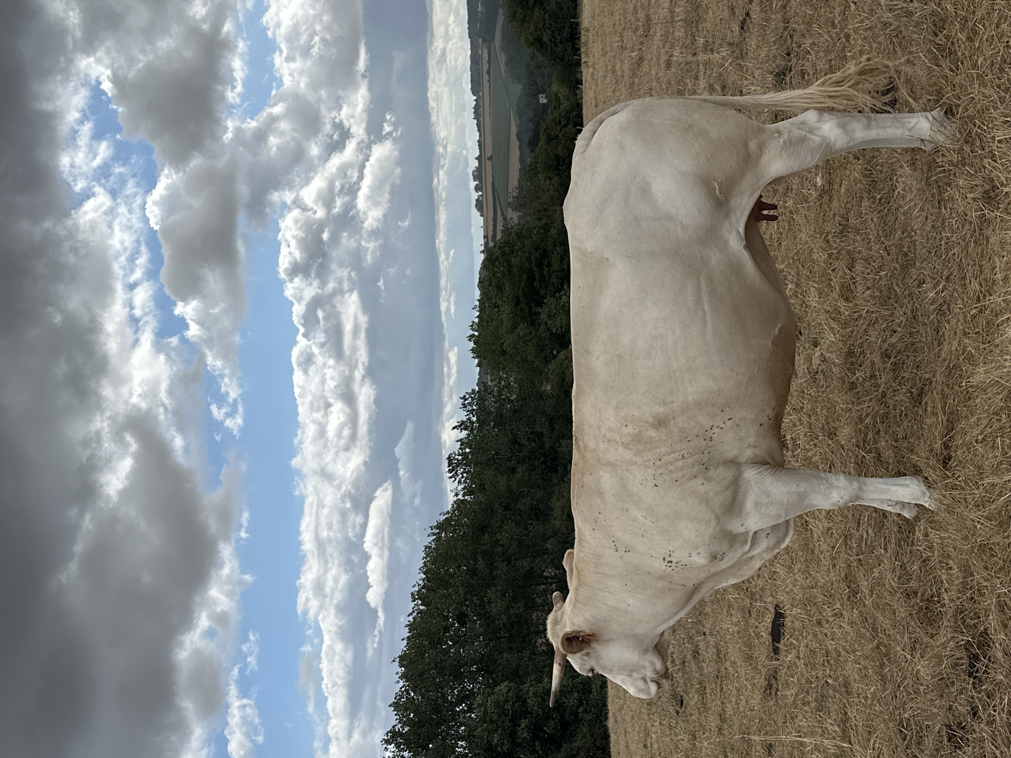 A light-colored cow stands in a dry, grassy field with its head turned to the left. The cow is facing away from the viewer. In the background, there is a dense line of dark green trees, followed by a rolling landscape of fields and distant trees under a cloudy sky. The location is the city of Wambercourt, France.