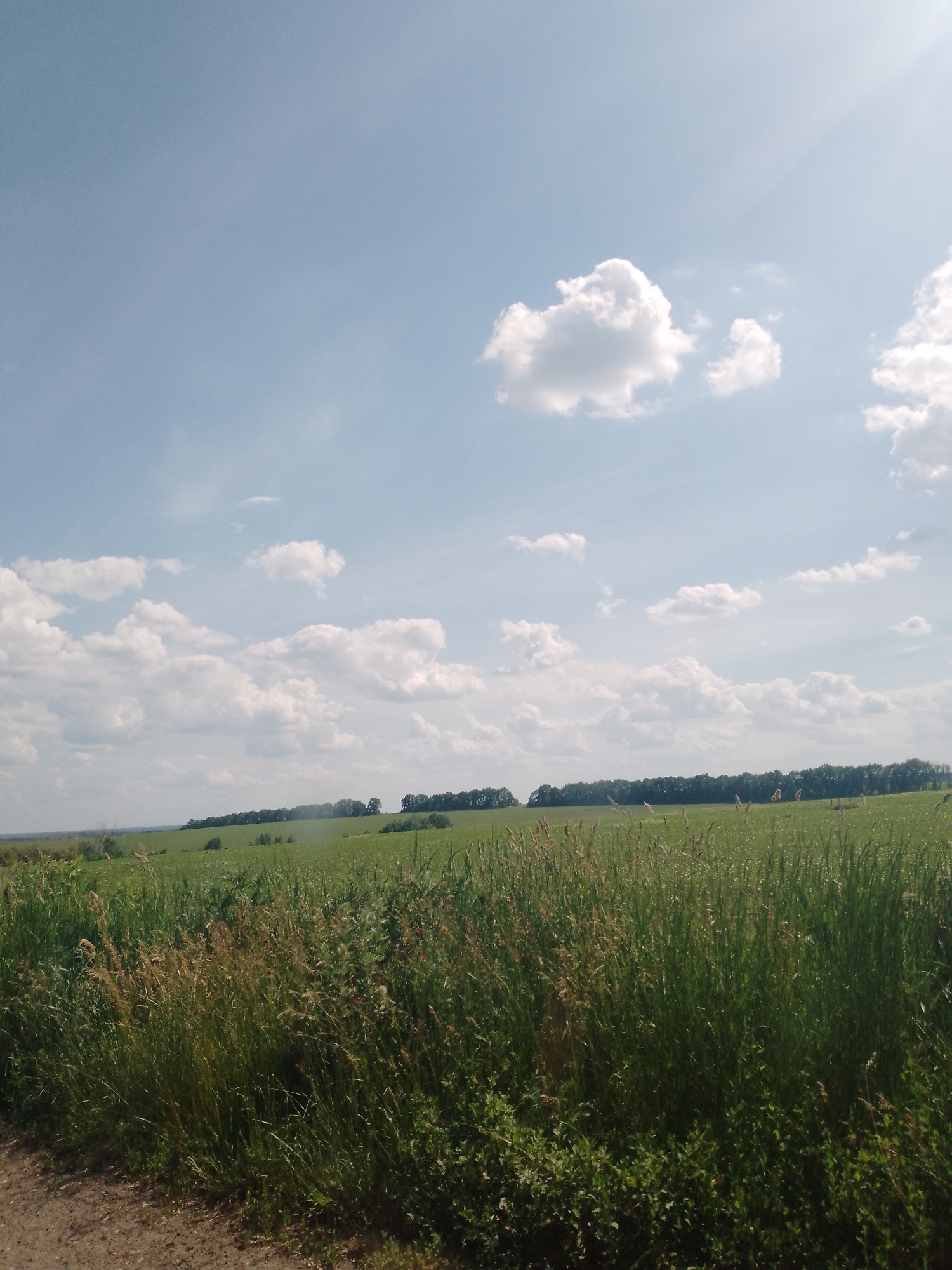 The image depicts an open rural landscape in Dibrivka, Ukraine. The upper portion of the frame is dominated by a light blue sky with scattered white cumulus clouds. A prominent sun flare is visible in the upper right quadrant, indicating bright, sunny conditions.
Below the sky, a vast, undulating green, cultivated field, possibly agricultural, extends towards the horizon. Several lighter-toned, taller stalks of grass or reeds are interspersed within the green field, particularly visible in the right midground. A dark, dense treeline marks the distant horizon, suggesting a forested area or a further line of vegetation.
The immediate foreground features a dense growth of unkempt grasses and weeds, varying in shades of green and brown. A segment of a dirt or gravel path is visible along the bottom left edge of the image. No people, animals, or man-made structures are visible within the frame. The scene conveys an unobstructed view of a natural or agricultural outdoor environment under clear daytime conditions.