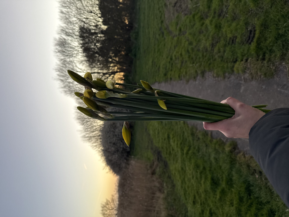 The image depicts a first-person view of a hand holding a bouquet of daffodil buds along a natural footpath at sunset. The scene is located within a rural-natural environment consistent with the marshlands around Great Yarmouth, United Kingdom, specifically resembling areas within or adjacent to the Berney Marshes and Breydon Water RSPB reserve.
In the immediate foreground, a fair-skinned human hand, partially obscured by a dark sleeve (likely a jacket), firmly grips a bundle of approximately 15-20 green-stemmed daffodil buds. The buds are predominantly closed and pale yellow-green, with one bud on the far left exhibiting a more distinct yellow hue.
The midground reveals a narrow, light-colored dirt path extending from the bottom center of the frame towards the distant horizon, flanked by patches of green grass. To the left of the path, an area of dry, brown reeds or tall grasses is visible. Slight indentations, possibly tire tracks, are present in the grass on the right side of the path.
The background features a dense line of bare deciduous trees, silhouetted against a sunset sky. The sky displays a gradient of warm orange and yellow hues along the horizon, transitioning upwards into a pale blue-grey. A faint, linear contrail is discernable in the upper left portion of the sky. The lighting suggests either late afternoon or early evening.