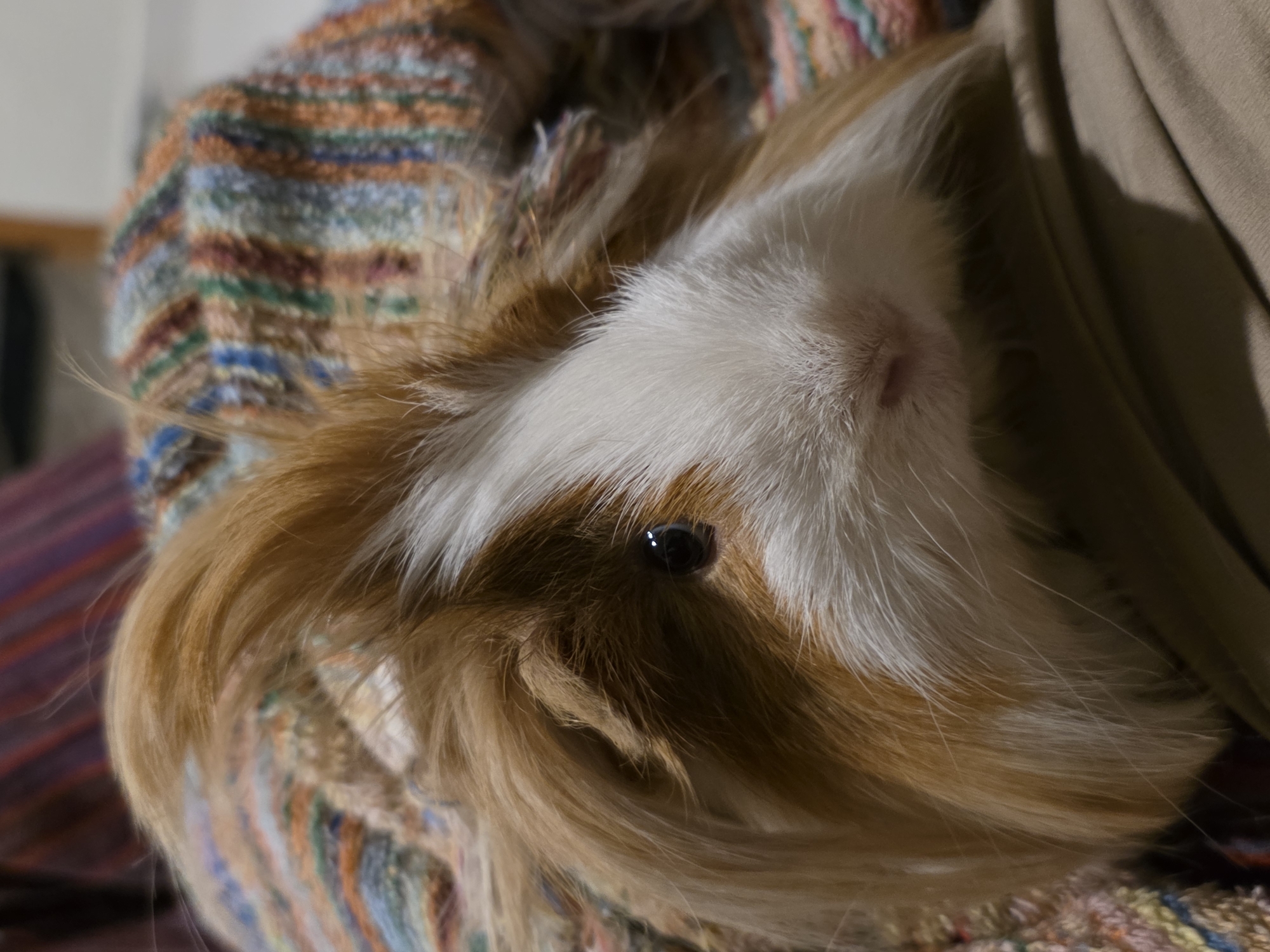 A close-up shows a guinea pig with white and brown fur nestled in a colorful, striped fabric. The guinea pig has one visible eye, a small pink nose, and is positioned partially under a beige cloth. The location of the photo is not discernible from the image.
