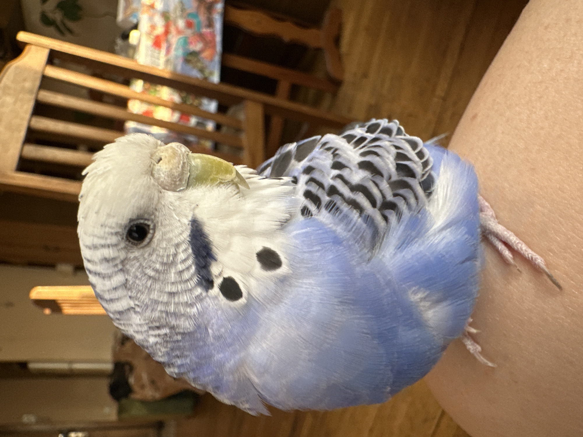 A close-up, eye-level shot shows a blue and white budgerigar perched on a person's knee. The budgie is facing to the right, with its head tilted slightly downwards. Its plumage is a mix of light blue and white, with black markings on its wings and back. The bird's beak is a pale green color, and its eye is dark and round. The background is blurred, but appears to be an indoor setting with wooden furniture, including a chair and a table with a colorful cloth. The lighting is warm and natural, suggesting it might be daytime. The image is sharp and well-focused on the bird.
