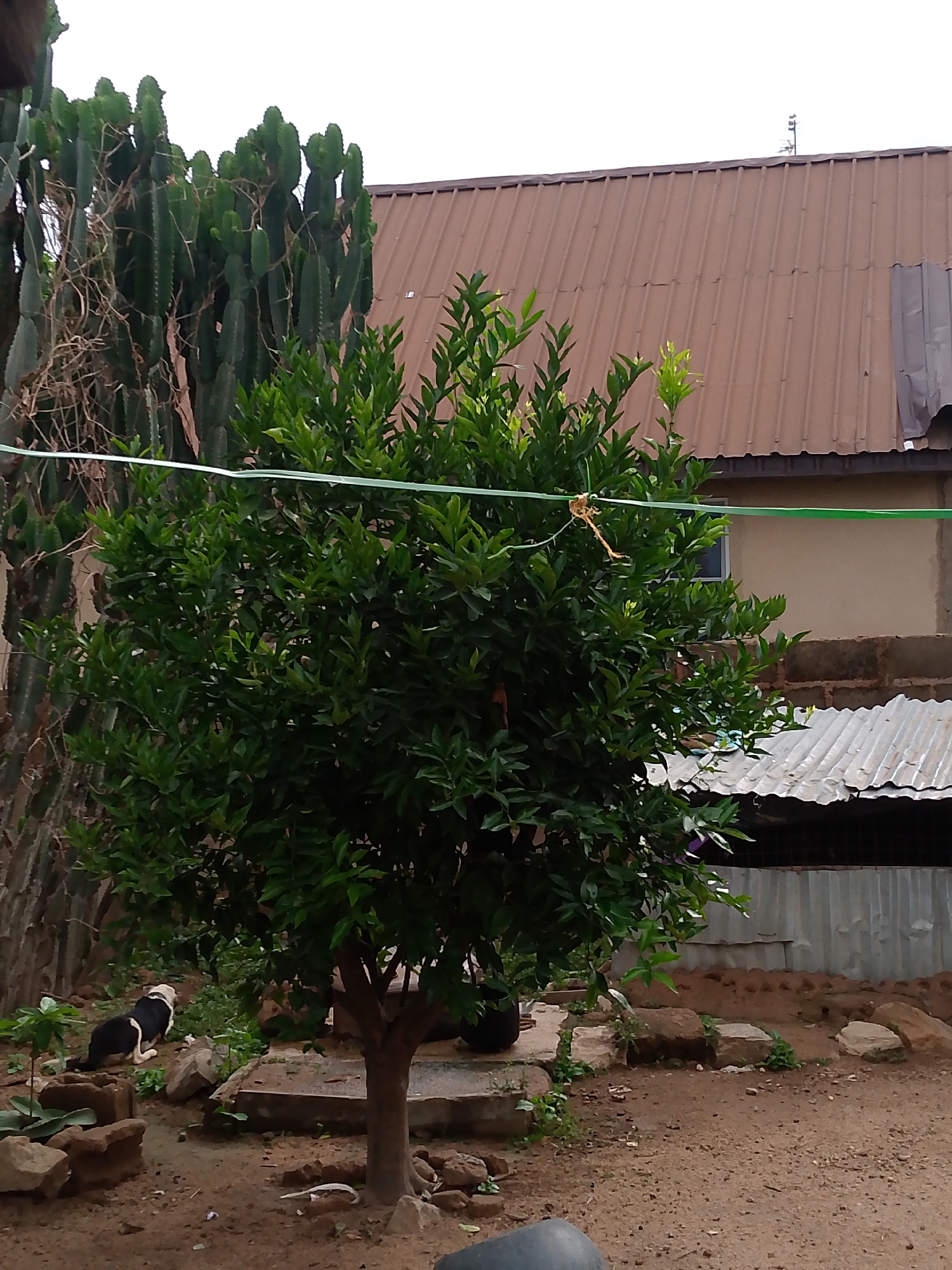 The image depicts an outdoor scene in an unknown location. In the foreground, a young tree with dense green foliage dominates the view. A black and white dog is sitting on a rock to the left of the tree. To the left of the tree is a tall cactus plant. Overhead, a green electrical wire is strung between two points. In the background, a building is visible with a brown metal roof and a corrugated metal wall. The ground is bare earth with scattered rocks and debris.