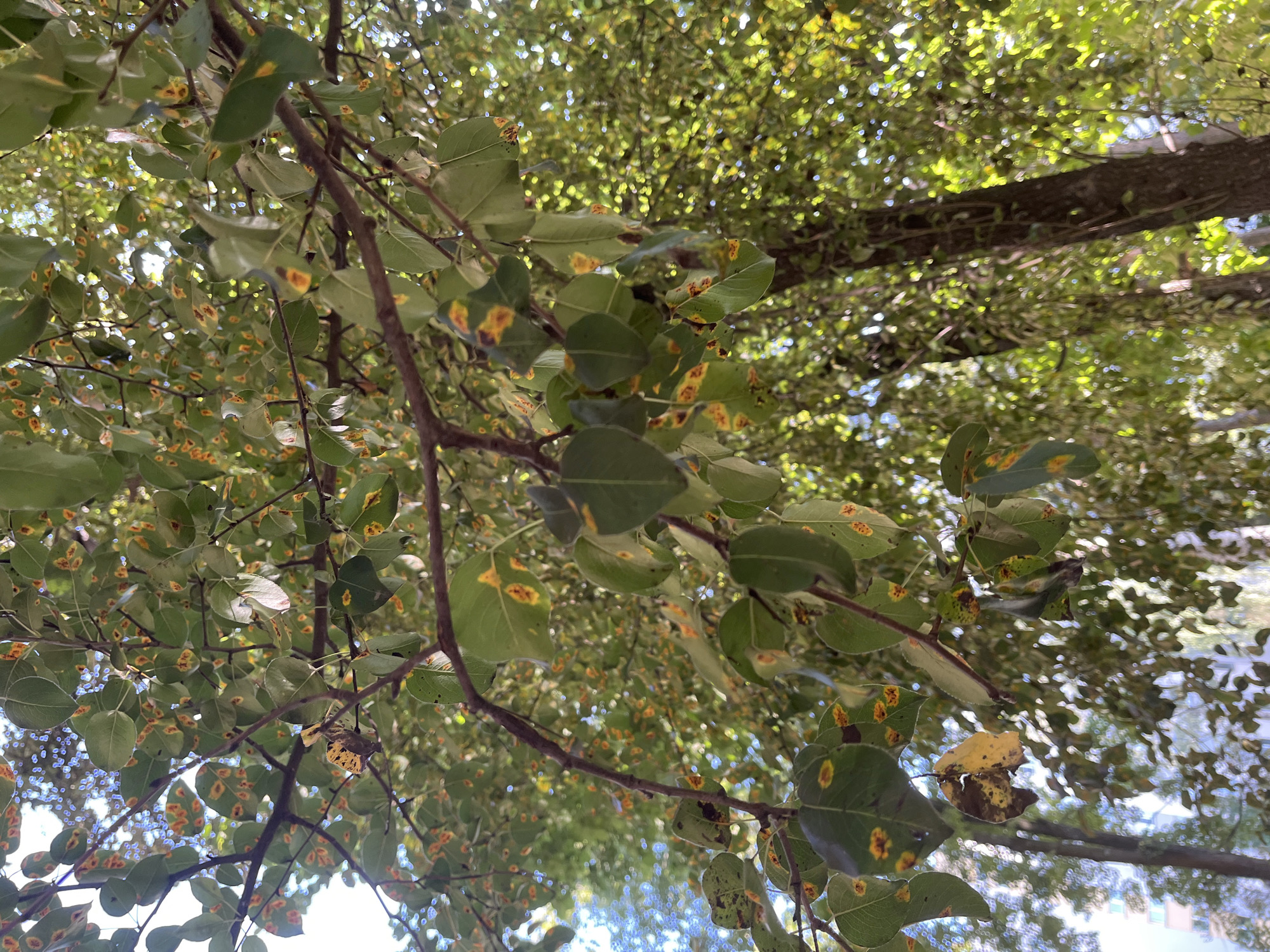 The image shows a close-up, low-angle view of tree branches with green leaves, some of which exhibit yellow and orange spots, indicating possible disease or nutrient deficiency. The background is a blur of green foliage and dappled sunlight, suggesting an outdoor environment in a city park or residential area. A vertical tree trunk is visible on the right. The presence of buildings in the far background hints at an urban setting. There are no people or animals visible in the frame. The lighting suggests it is daytime. The location is identified as Minsk, Belarus.