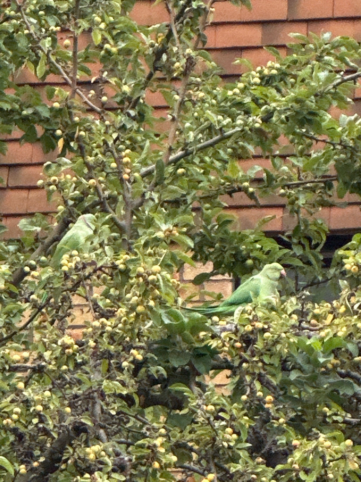 Two green parrots are perched on branches of a tree laden with small, yellow-green fruits, with a brick wall visible in the background. The parrot on the left is partially obscured by foliage, while the parrot on the right is more visible, displaying its pink beak and long tail feathers. The scene appears to be an outdoor environment with lush greenery.