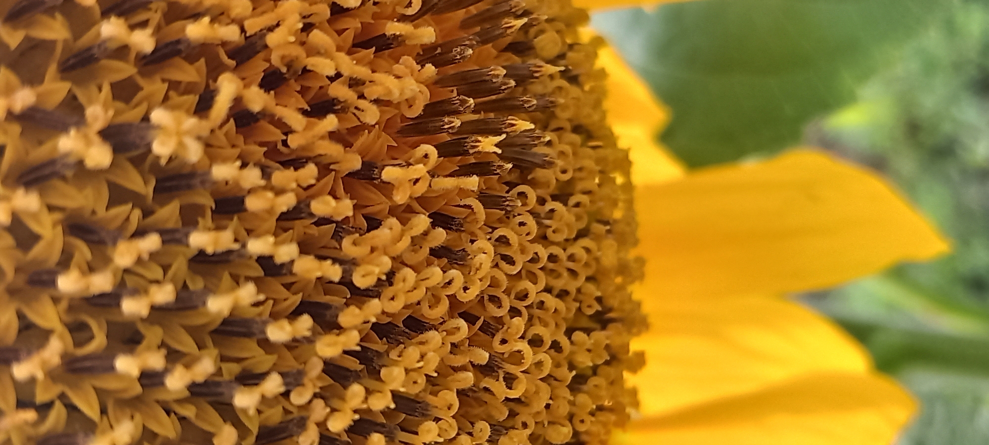 The image is a close-up, macro photograph of the center of a sunflower. The central disk is filled with numerous small, tubular florets, each with dark brown anthers and pale yellow stigmas. The florets are densely packed, creating a textured surface. Below the central disk, blurred yellow petals of the sunflower are visible, along with a soft green background, suggesting foliage or other plants. The lighting appears natural, highlighting the intricate details of the flower's reproductive parts. The image is centered on the flower's head and does not show any identifiable surroundings or context within Kryvyi Rih, Ukraine. There are no people, actions, or interactions depicted.