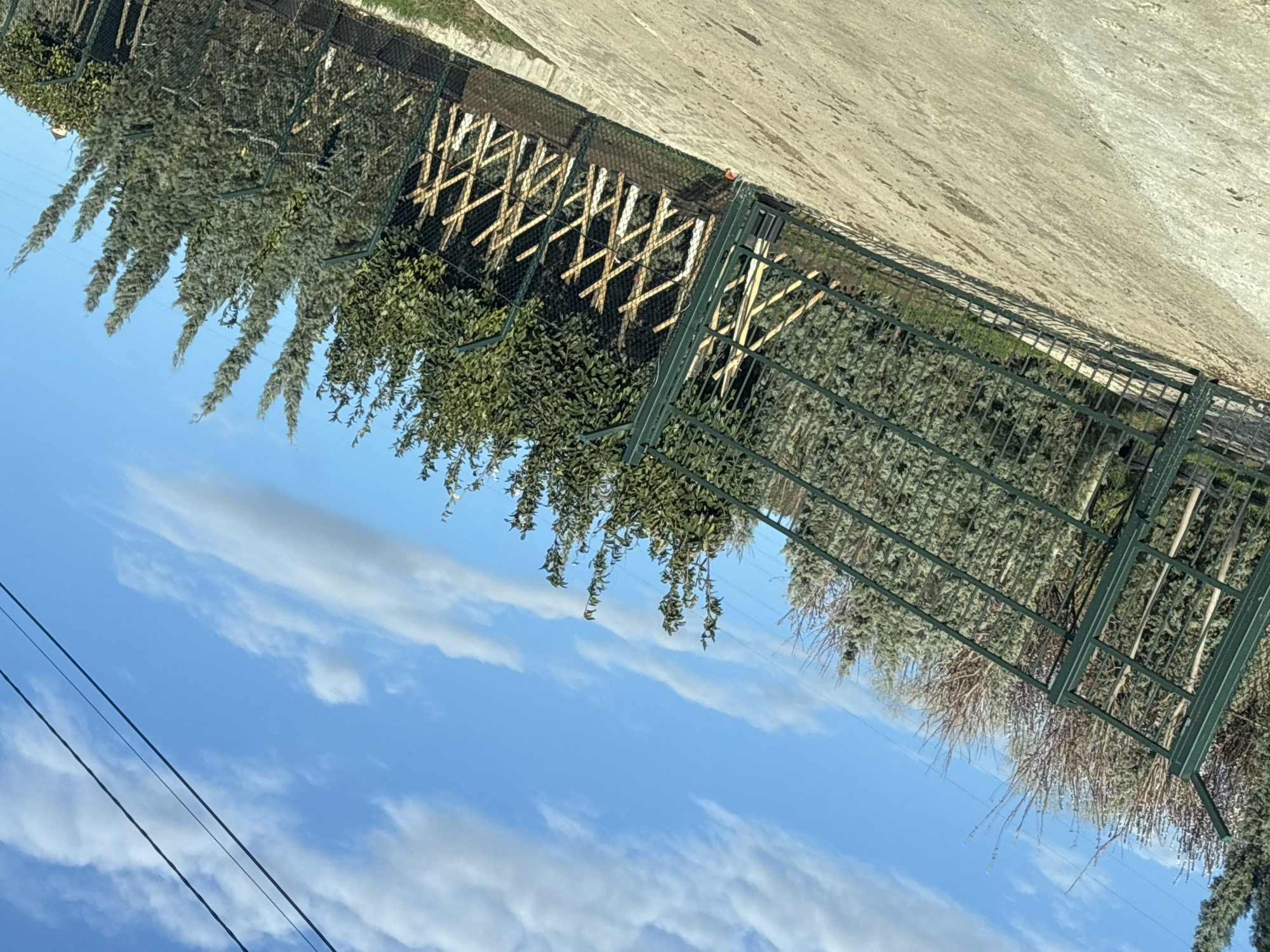 The image shows a partially overgrown chain-link fence with greenery growing on and around it. The fence borders a concrete surface. Beyond the fence is a blue sky with scattered clouds. Power lines are visible in the lower left corner of the frame. A wooden lattice structure is behind the chain-link fence. It is impossible to determine the location of the image. There is no indication of any people, actions, or interactions.