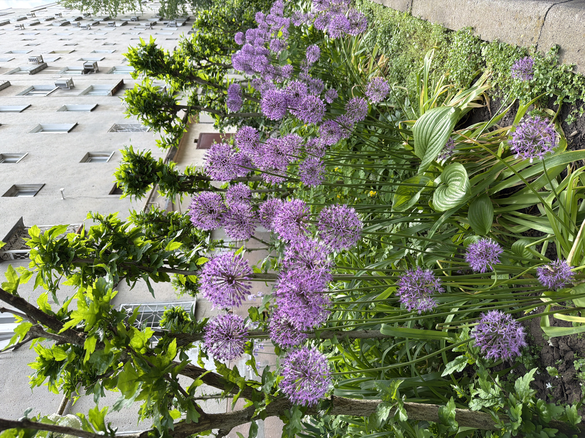 The image captures a street-level view of a city scene, focusing on a flowerbed brimming with purple Allium flowers. These spherical blooms dominate the foreground. Behind them, a tree with green leaves obscures part of a multi-story building with numerous windows and some air conditioning units. The flowerbed also includes green foliage and a hosta plant. The scene is bathed in natural daylight. The location is urban, possibly in an area with older architecture given the building's style.
