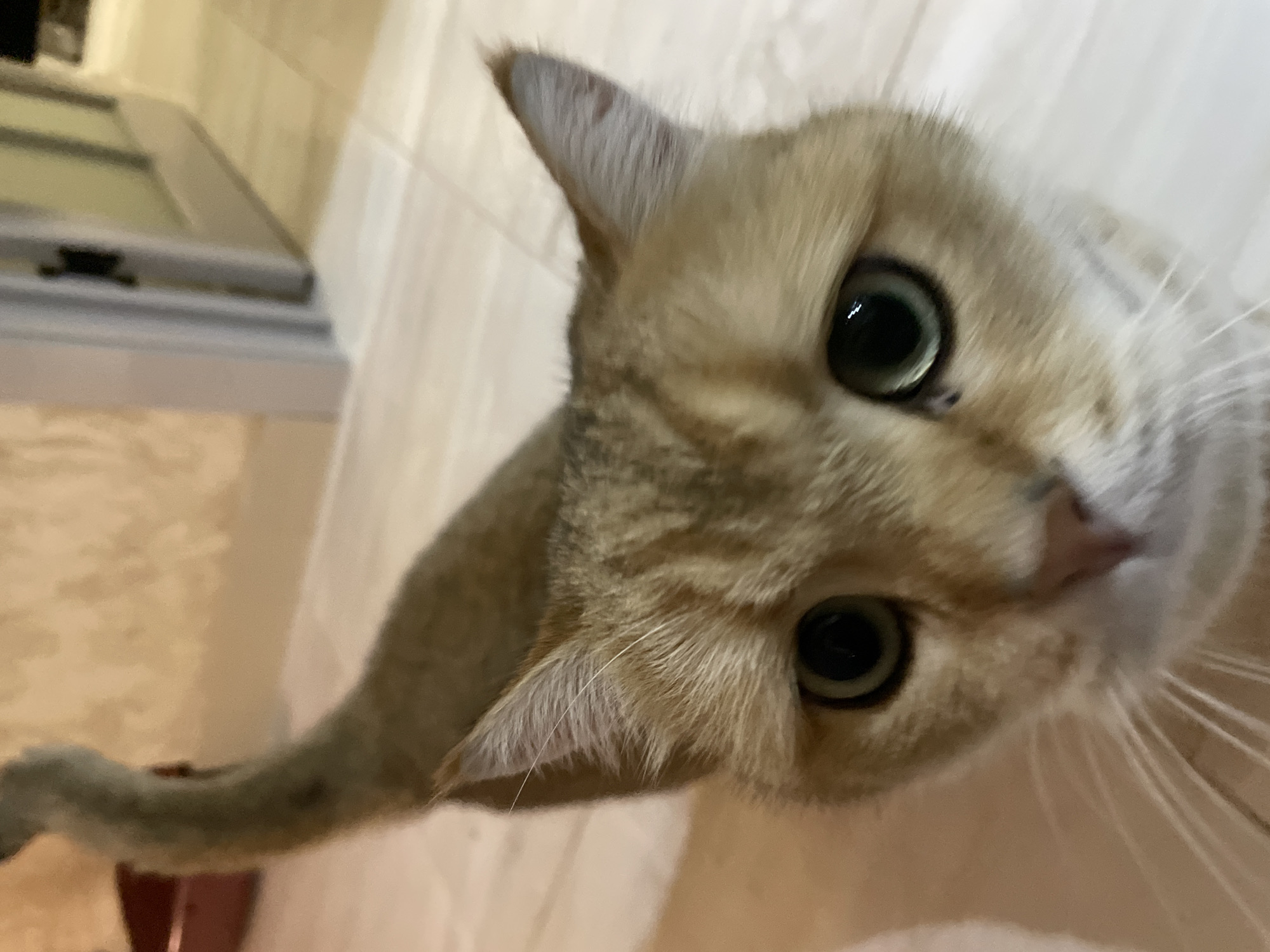 A tan cat with green eyes fills the frame. The cat is looking up toward the camera. The background is blurred.
I cannot determine a specific location, city, or country from this image.