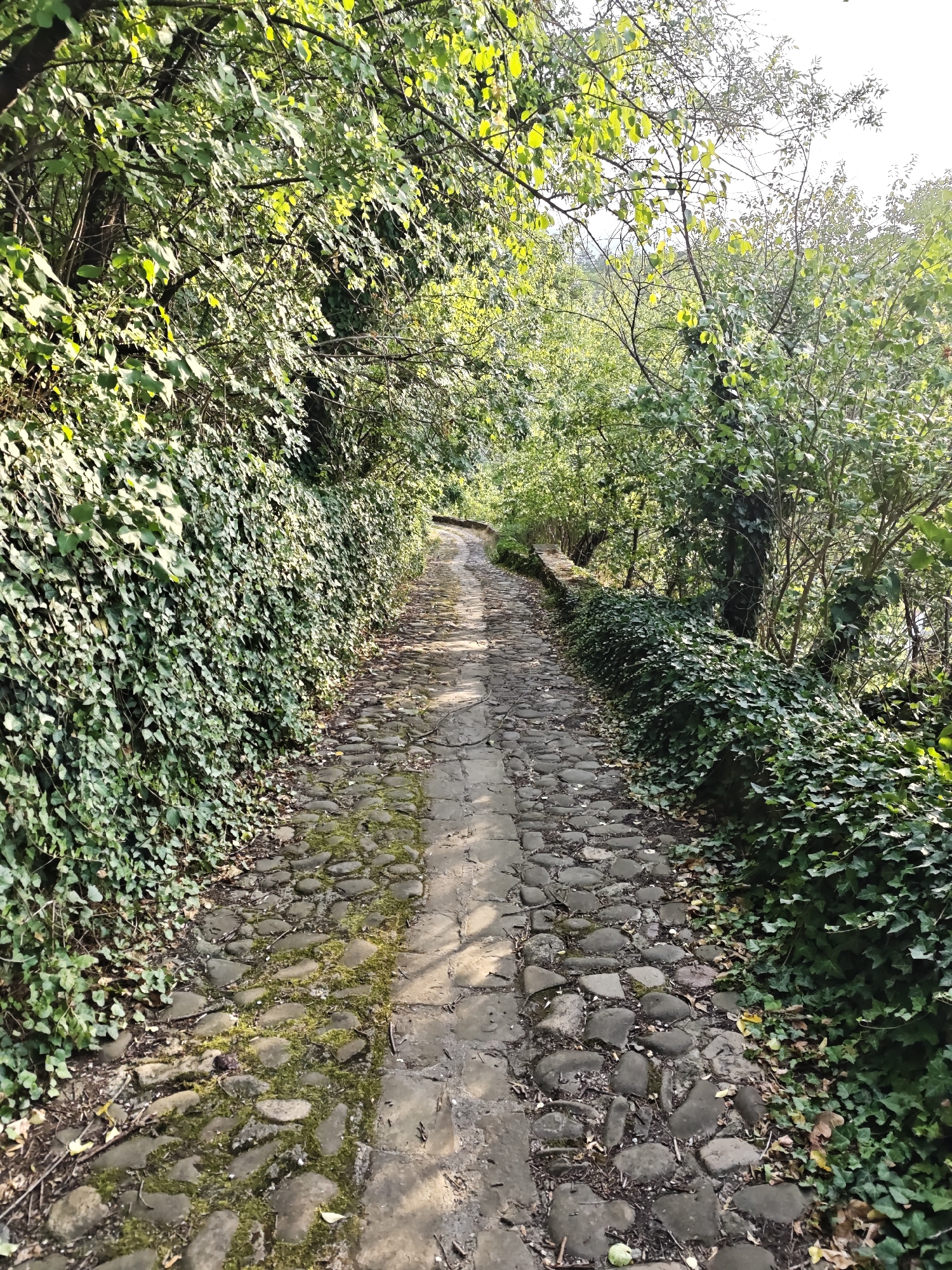 The image depicts a narrow, winding, cobblestone path leading uphill through a dense, leafy forest. The path is bordered on the left by a low stone wall overgrown with ivy, and on the right by more dense foliage. Sunlight filters through the trees, casting dappled shadows on the path. The scene is tranquil and natural. This path is located in the Varosha district of Lovech, Bulgaria, a historic area known for its preserved Ottoman-era architecture and natural beauty. There are no people or animals visible in the image.