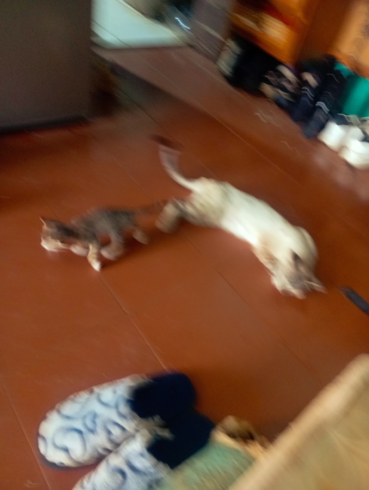 On a brown wood floor in Altagracia, Venezuela, a blurry photograph shows a small, dark tabby kitten walking, and a larger white cat on its back, seemingly rolling around. The floor has a pair of slippers with a blue and white pattern. In the background, there are assorted objects, including what appear to be clothes and a shelf or cabinet. The photograph is blurry, indicating movement during the capture.
