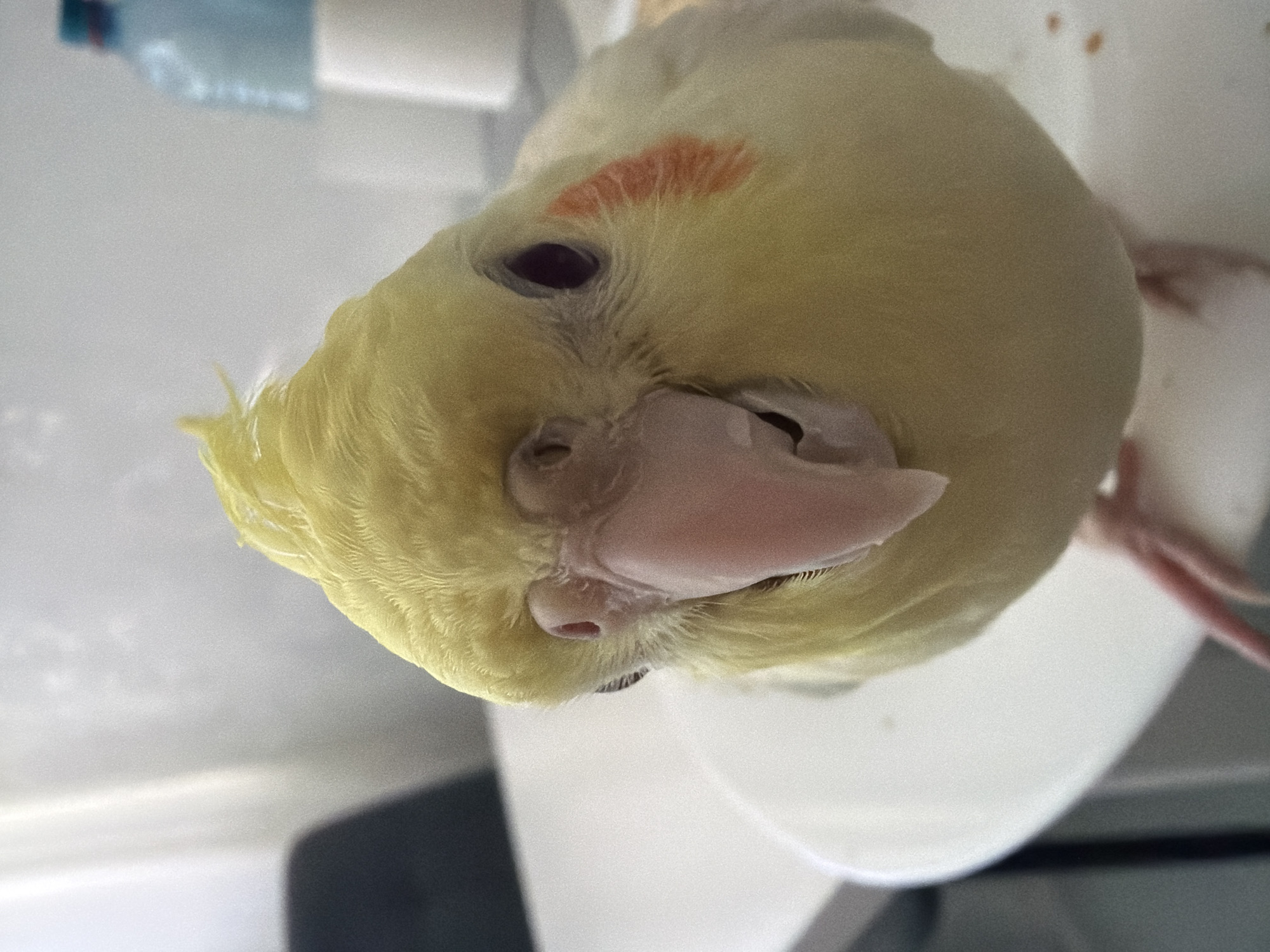 A close-up, eye-level, indoor, portrait-oriented photograph shows a yellow cockatiel from the chest up. The bird is facing forward, slightly to its left, with its head tilted to its right. The bird's beak is open, and its crest is erect. It has dark eyes and distinct orange cheek patches. The bird is perched on a white surface, possibly a plate, in what appears to be a residential setting. The background is softly blurred, with hints of light-colored curtains or blinds to the left, a dark object (possibly furniture) to the left, and a blurred blue bottle and white container in the upper right. The lighting is natural and appears to be coming from the left, casting a slight shadow on the right side of the bird. The image does not contain any recognizable landmarks or elements that would indicate its location in Chaikovsky, Russia.