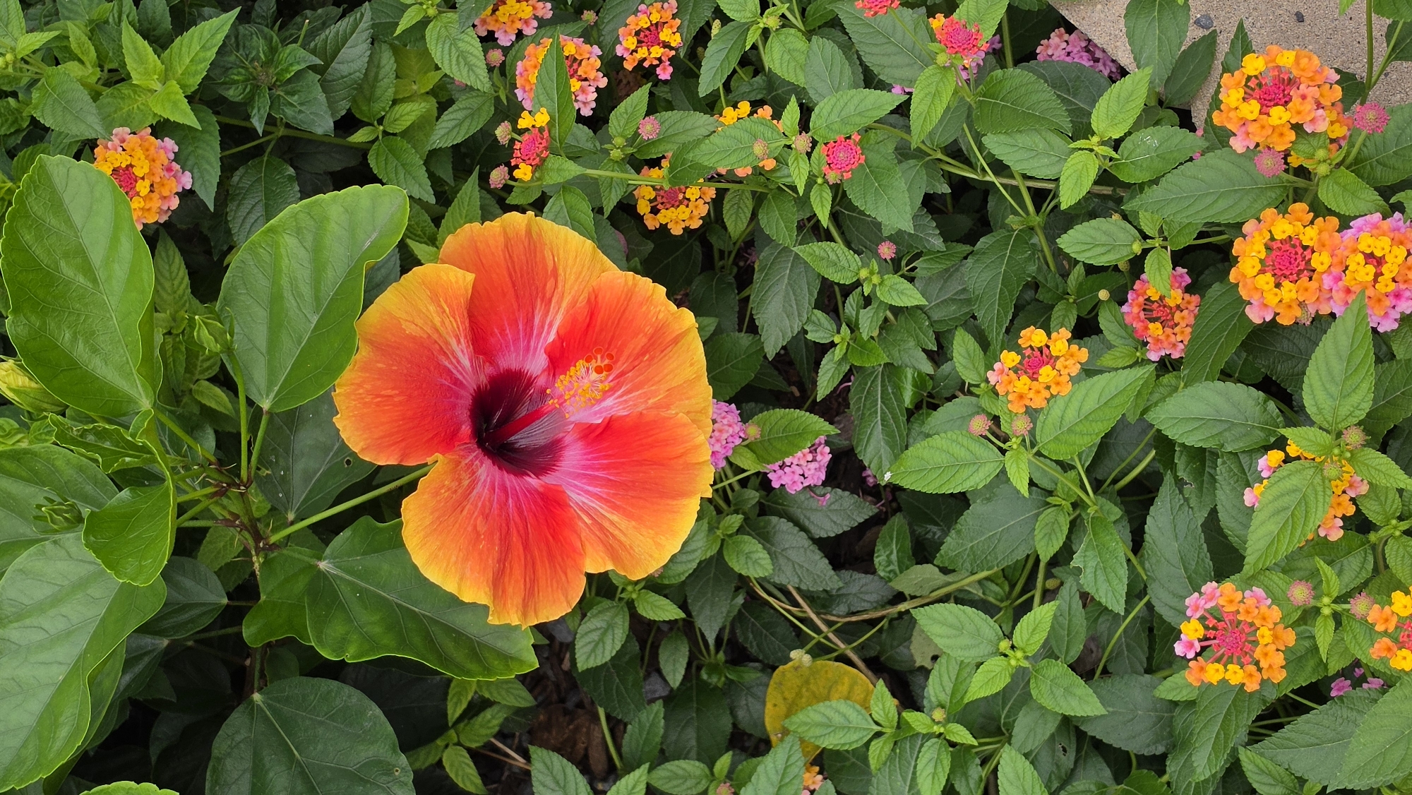 A vibrant hibiscus flower, with petals transitioning from a bright orange at the edges to a deep pink and crimson at the center, is the focal point of this image. It is surrounded by lush green foliage and clusters of smaller, multi-colored flowers in shades of pink, orange, and yellow. The scene appears to be a garden setting, possibly in a park or residential area. No people are visible in the image. The image does not provide any specific information about its location within the city of Chicago, United States of America.