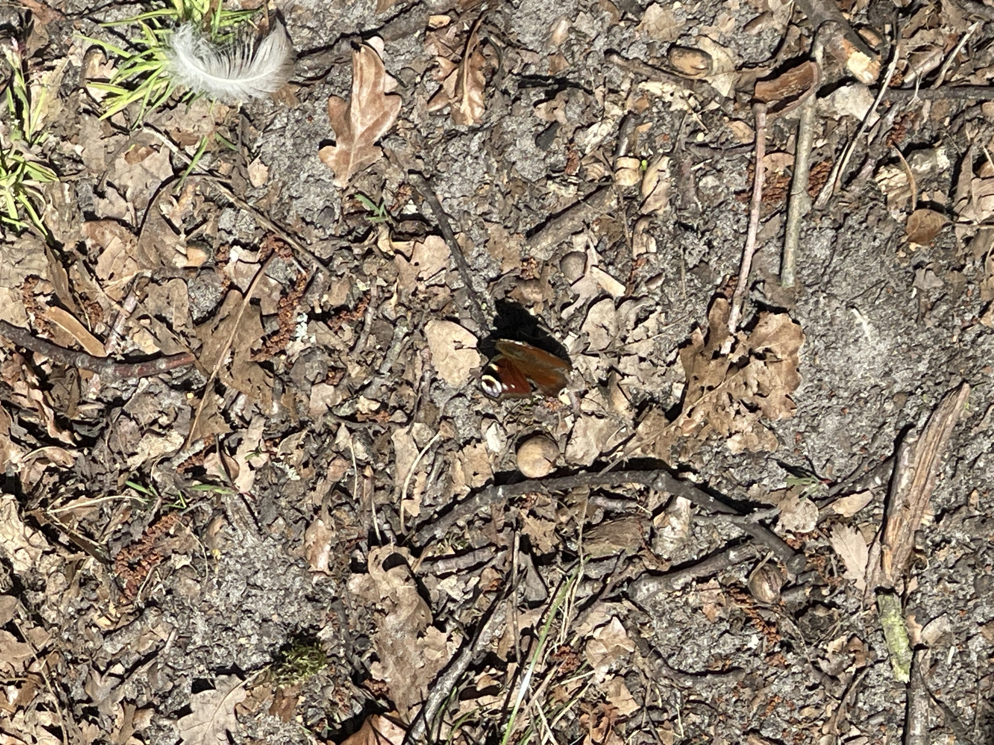 The image shows a ground covered with dry leaves, twigs, and pebbles, likely in a wooded area. There's a butterfly with reddish-brown wings with blue and black eyespots at the center of the image. A small white feather lies on some green grass in the upper left corner of the image. There's also what appears to be an acorn near the butterfly.
It is impossible to locate the exact location of the image in the city of Berlin, Germany.