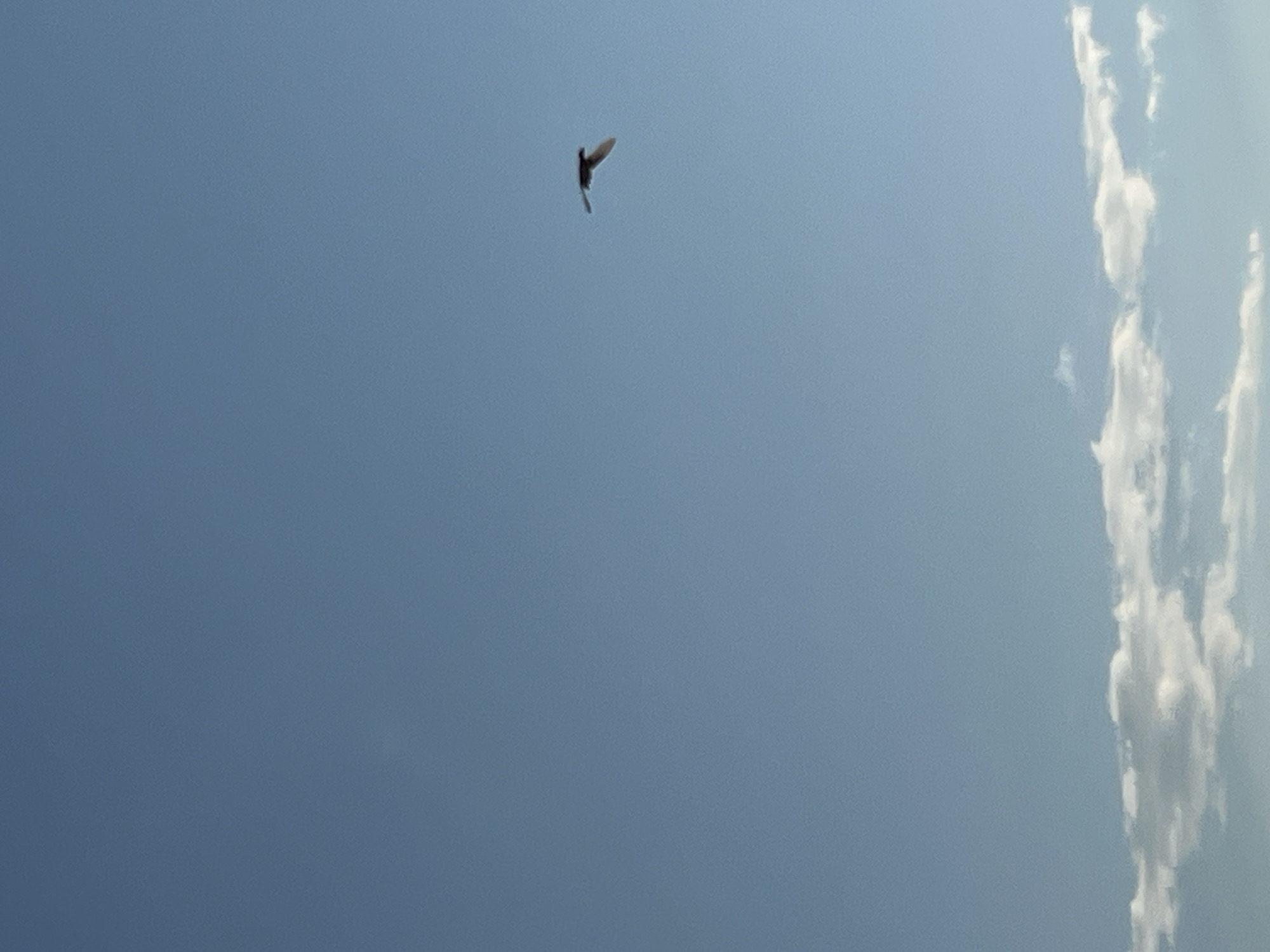 A single bird is captured in mid-flight against a clear blue sky. The bird, dark in silhouette, is positioned in the upper right quadrant of the frame, with its wings extended in a characteristic flying posture. Below the bird, a thin band of white clouds stretches horizontally across the bottom of the image. The scene is otherwise devoid of any man-made structures or identifiable landmarks.