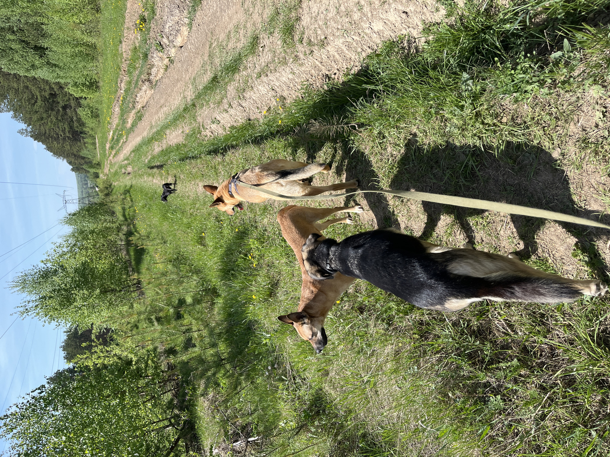The image depicts an outdoor scene, seemingly in a rural or semi-rural area. In the foreground, there are two dogs. One dog is predominantly brown with some black markings, and the other has black and tan fur. Both appear to be sniffing the ground. A leash is visible, suggesting they are being walked. In the background, there is a dirt path or road stretching into the distance. There are trees and green vegetation lining the path. Overhead power lines are present, further indicating a transition between natural and developed environments.
The location in Nizhny Tagil, Russia, is not directly ascertainable from the visual information presented.