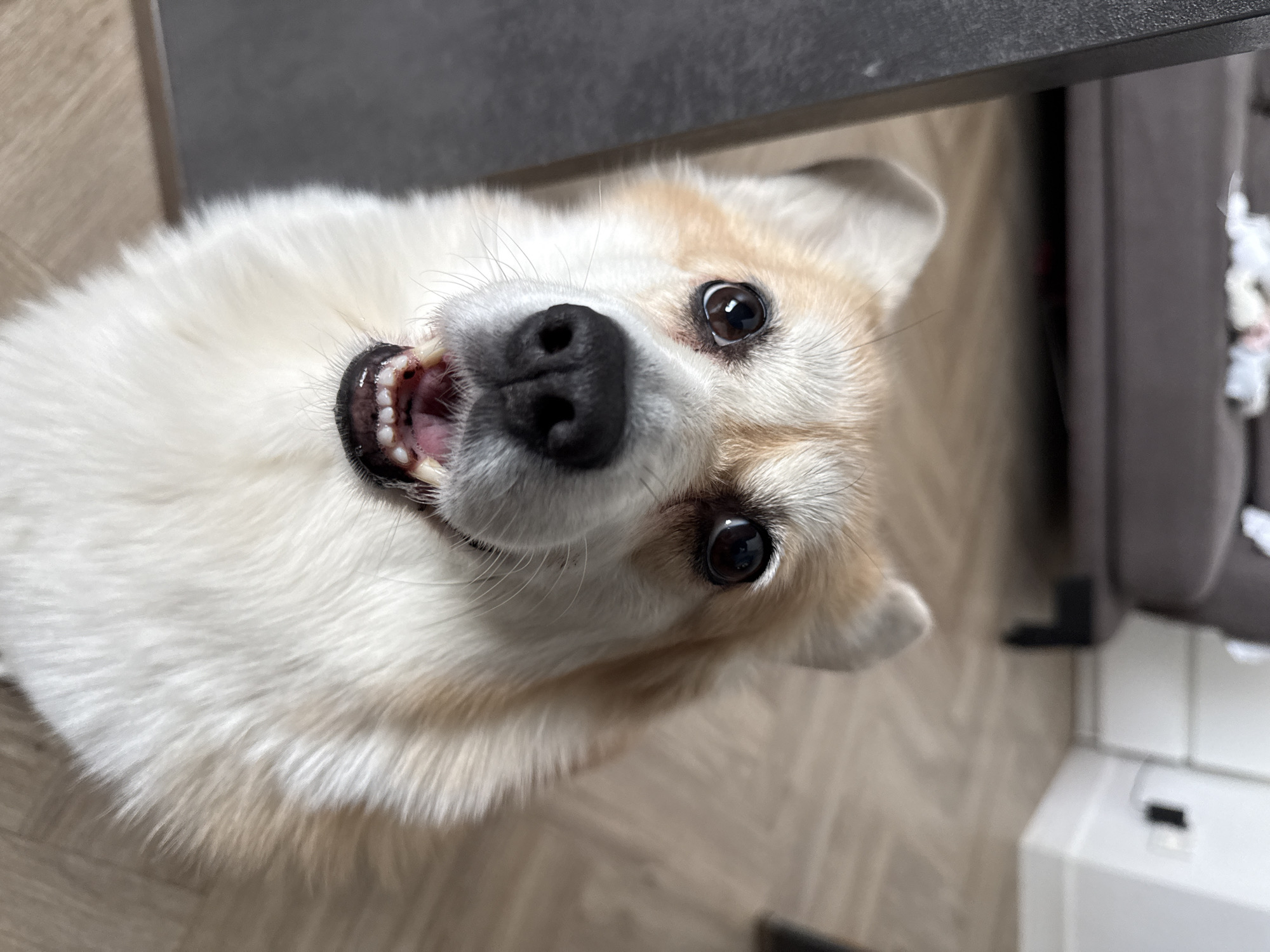 A close-up, high-angle shot depicts a light-furred dog, likely a Pembroke Welsh Corgi, looking up at the camera with a slight grin, its teeth visible. The dog has a predominantly white coat with tan markings on its head and ears. The background includes the edge of a dark, flat surface, possibly a table, and part of a gray, cushioned furniture piece. The flooring has a light-colored, wood-like pattern. There is no information available to discern the location of the photograph as being in Krasnoyarsk, Russia.
