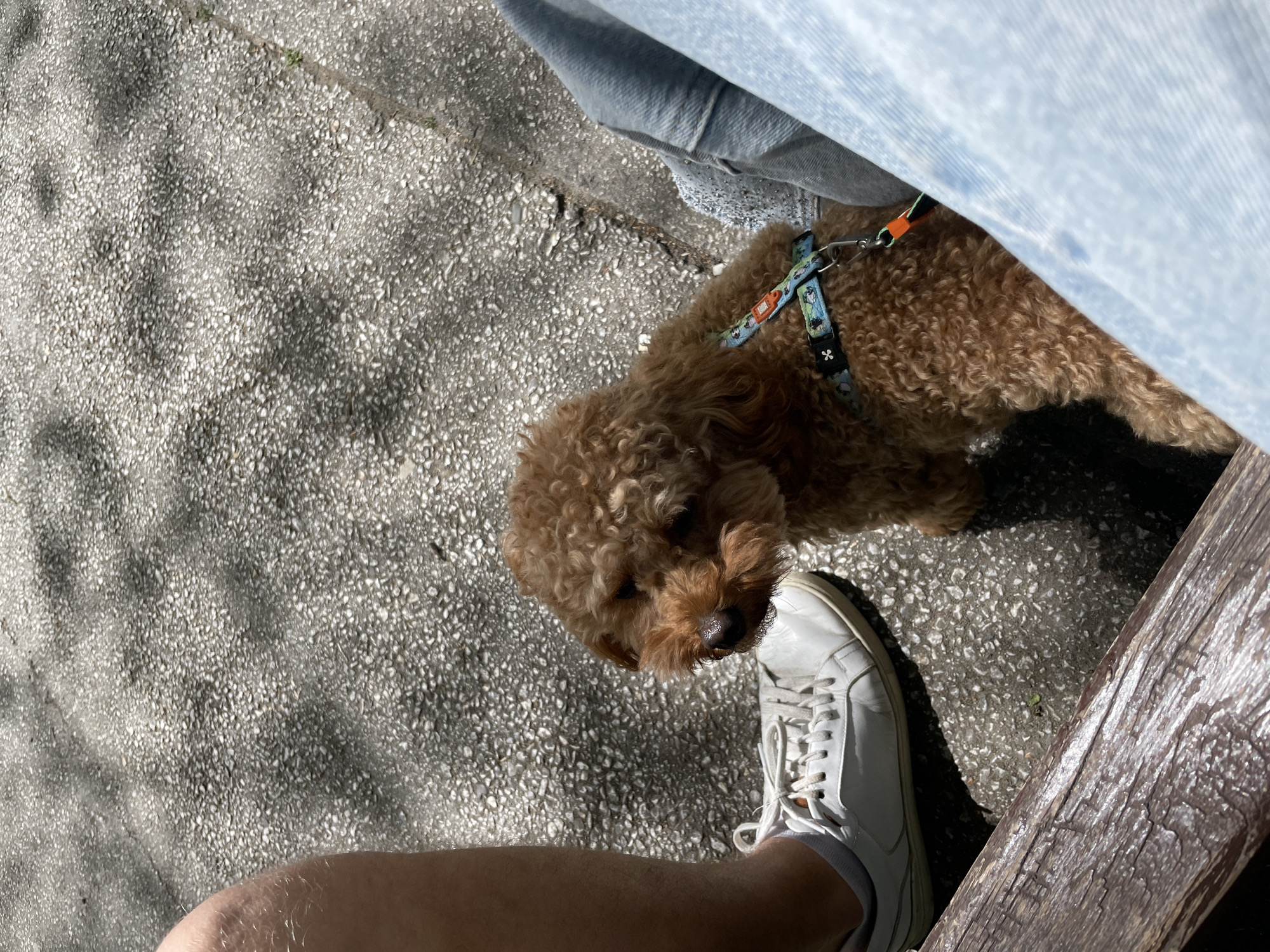 The image, captured from a high-angle overhead perspective, depicts a small, brown, curly-haired dog standing on a speckled grey concrete surface. The dog, resembling a poodle or similar breed, wears a blue and multi-colored harness with an orange accent. It gazes upwards, positioned closely to a person's left foot, which is clad in a clean white sneaker with white laces and a white ankle sock.
Adjacent to the dog and in the upper right quadrant of the frame, light blue denim fabric is visible, suggesting the presence of another person or part of the same person's clothing. Along the far right edge of the image, a rough, weathered wooden surface, possibly part of a bench or a rail, runs vertically.
The ground is a textured exposed aggregate concrete, characterized by numerous small, light-colored pebbles embedded in a darker grey base. Bright sunlight illuminates the scene, casting distinct shadows across the ground, indicating an outdoor setting on a clear day. The dog appears attentive and calm. No discernible text is visible within the frame. The location context is Plovdiv, Bulgaria.