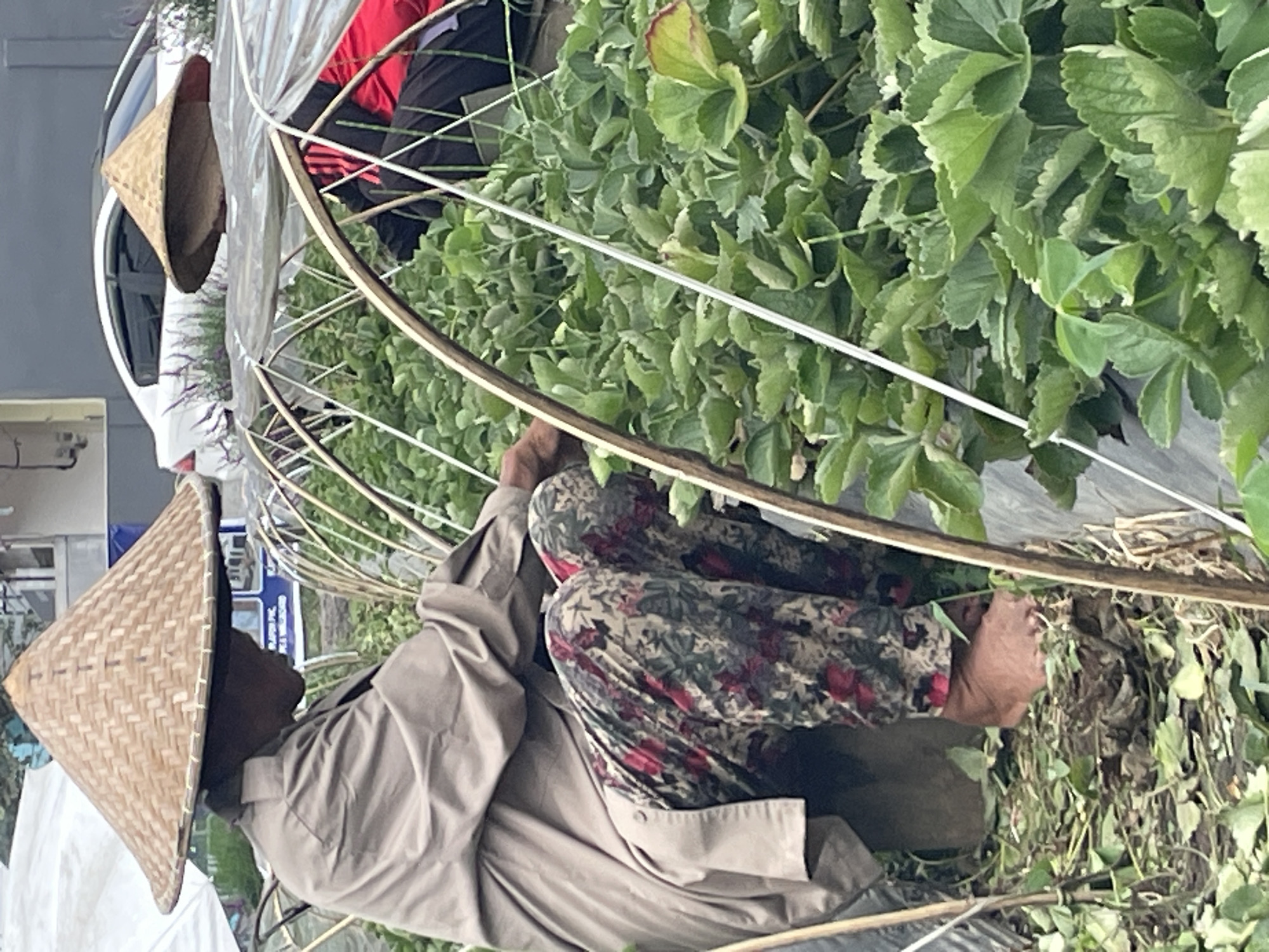 The vertically oriented image captures an agricultural scene, likely within a covered growing area such as a tunnel greenhouse. Two individuals are actively tending to rows of green plants, which resemble strawberry plants.
In the foreground, a person is seen in a crouched position, wearing a traditional conical straw hat (nón lá). They are dressed in a light tan long-sleeved shirt or jacket and distinctive floral patterned pants with red and green designs. Their hands are obscured by the dense plant foliage, indicating they are working directly with the crops.
The background is filled with lush green plants and the arched supports of the tunnel structure, which appear to be made of wood or bamboo and are covered with translucent plastic sheeting. Thin white wires or poles span the structure above the plants. Another person, partially hidden by the foliage and framework, can be seen in the middle ground, wearing a red top and dark clothing, also engaged in farm work.
In the far background, to the left, parts of a white vehicle and some indistinct building structures are visible. A blurry blue sign with some white text is also present, but the details are largely unreadable, though faint letters suggest terms like "ORGANIC" or "FRUIT." The lighting is soft and diffused, consistent with an overcast day or being inside a covered structure during daytime. The conical hat is a cultural indicator, often associated with agricultural practices in East or Southeast Asia.