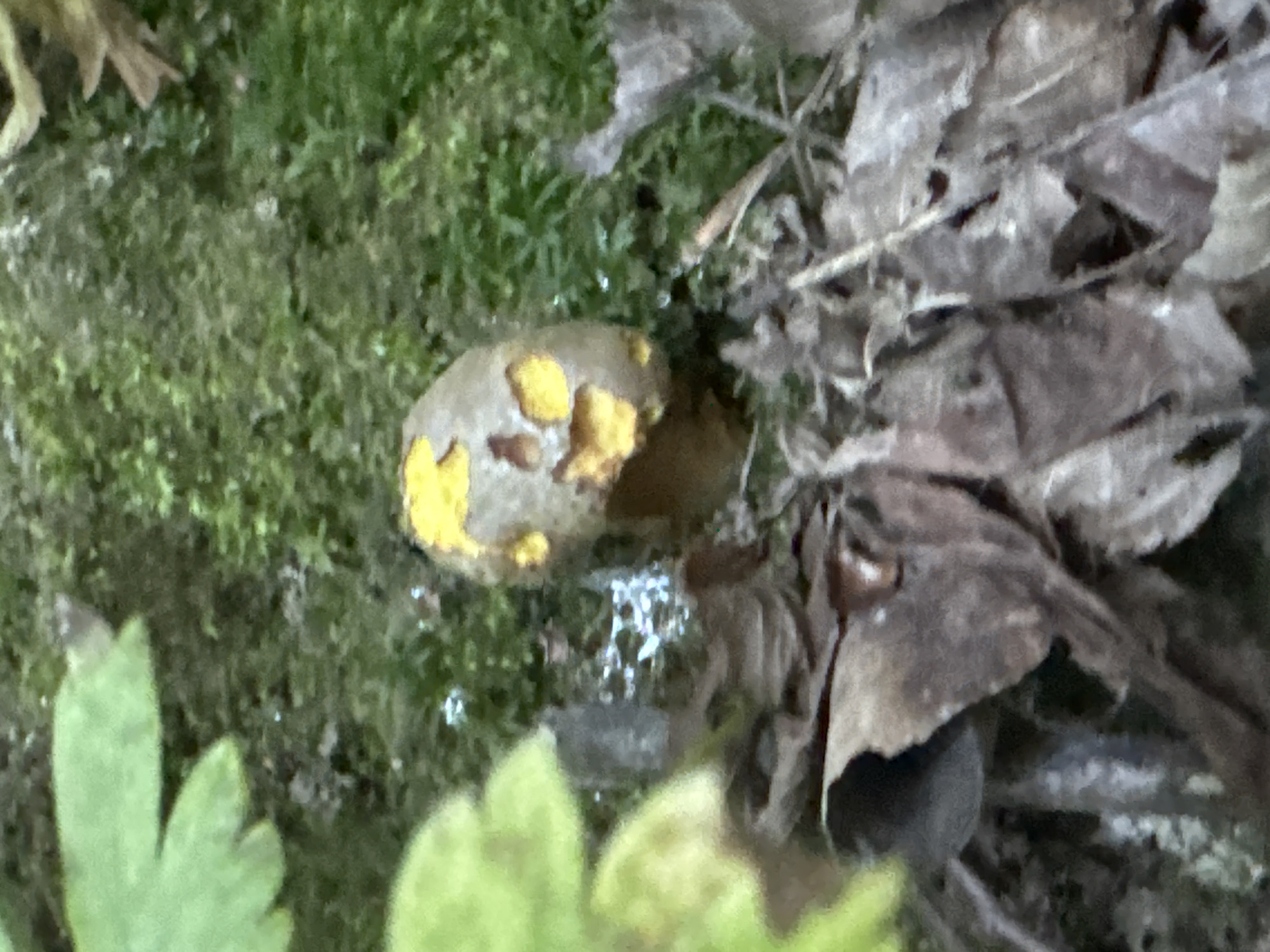The image is a close-up, overhead shot of a single mushroom with a grey cap and yellow markings, growing on mossy ground. Dried leaves are scattered around the base of the mushroom. The background is out of focus, showing more moss and green foliage. The scene appears to be in a natural, wooded environment. No people or structures are visible. The image was taken in Lisnyky, Ukraine.