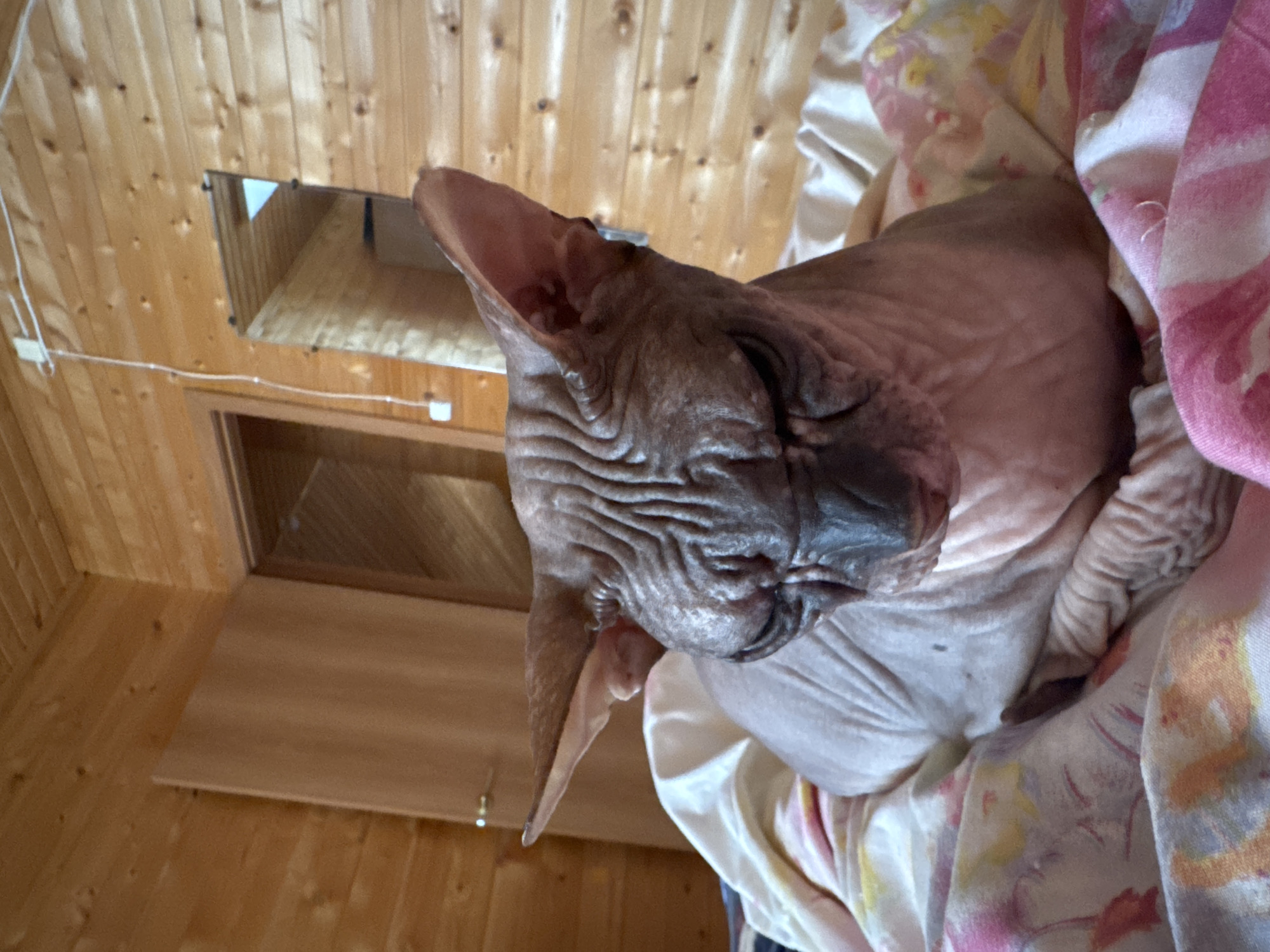 A Sphynx cat is lying on a bed with floral patterned bedding. The cat is light brown in color with prominent wrinkles on its face. The bed is positioned in a room with wooden paneled walls. A doorway and a mirror are visible in the background. The scene appears to be indoors, likely a bedroom, in a dwelling in Nikolaevka, Russia.
