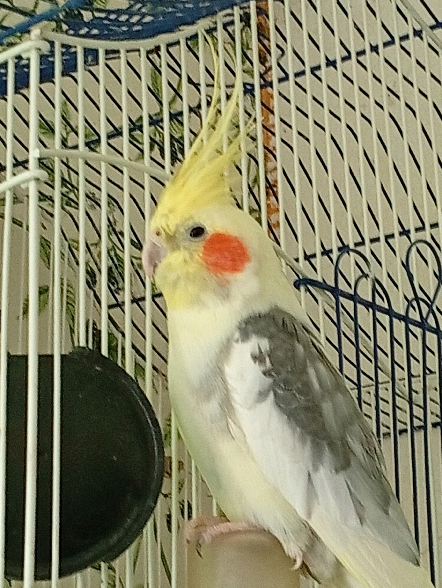 An eye-level, close-up, full-body shot shows a cockatiel perched inside a white cage. The bird has a yellow crest and face with an orange patch on its cheek. Its body is primarily white with gray markings on its wings. The cage bars are white and are in focus. Behind the bars, a patterned wallpaper with green leaves and black stems is visible. To the left of the bird, a black feeding dish is partially visible. The bird is looking to the left.