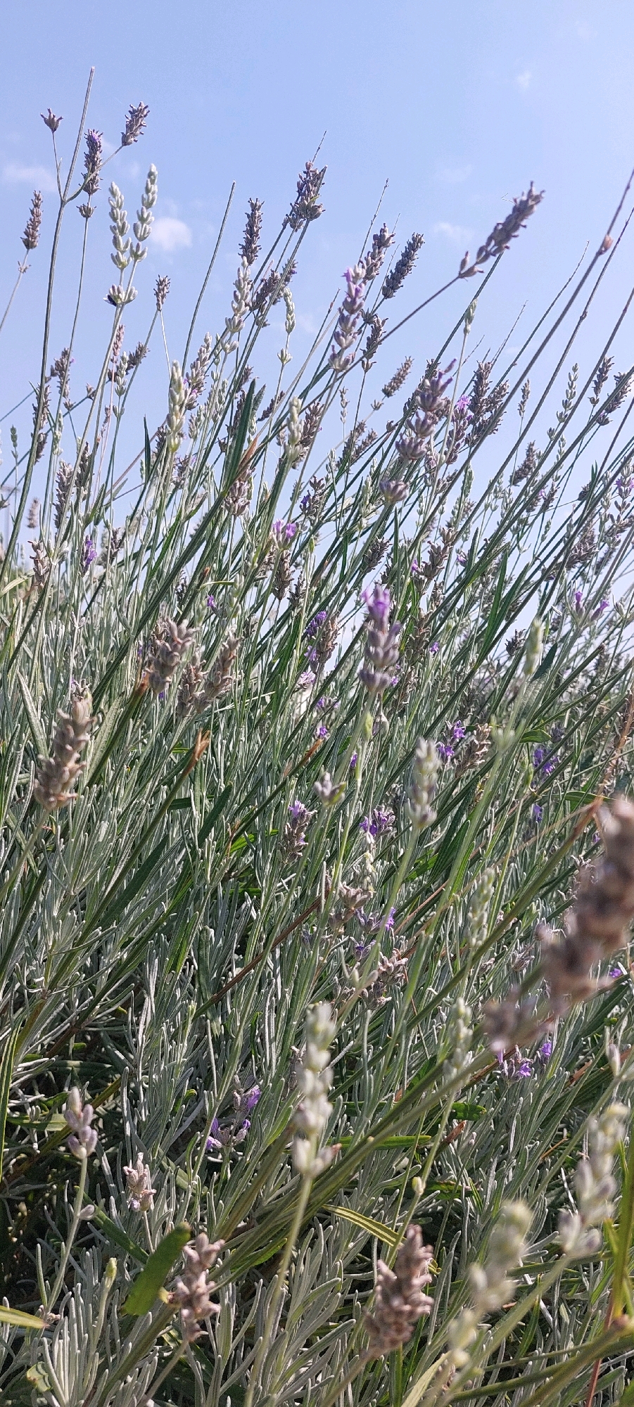 The image shows a close-up view of lavender plants with a clear blue sky in the background, featuring a few wispy white clouds. The lavender stalks are mostly green with some blooming in shades of purple and lighter lavender. The foreground is filled with the plants, some in focus and others blurred due to the shallow depth of field. The scene appears to be an outdoor setting, likely a garden or field, under bright daylight. There are no people or specific landmarks visible that would indicate a precise location within Rustavi, Georgia.