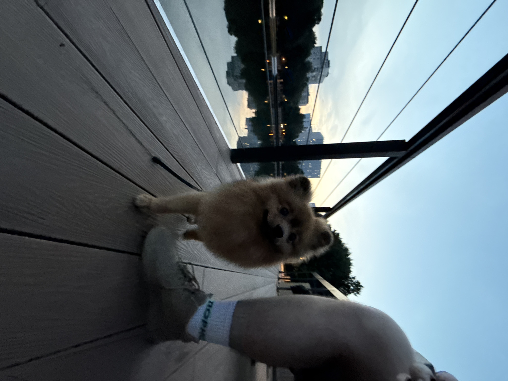 A small, fluffy Pomeranian dog stands on a wooden deck, facing the camera. The dog is light brown and appears to be looking directly at the viewer. In the foreground, a human leg is visible from the knee down, wearing a light-colored shoe and white socks with green lettering that appears to read "DOPE". The deck is made of dark wood planks. Behind the dog and human, a body of water reflects buildings and trees. The sky is a pale blue, transitioning to a warmer hue near the horizon, suggesting either dawn or dusk. In the distance, several multi-story buildings and trees line the waterfront. A black railing runs along the edge of the deck, parallel to the water. The scene appears to be a waterfront promenade or boardwalk. Based on the architecture and the presence of the Moscow River, it is likely located in Moscow, Russia, possibly near Moscow City or a park along the river.