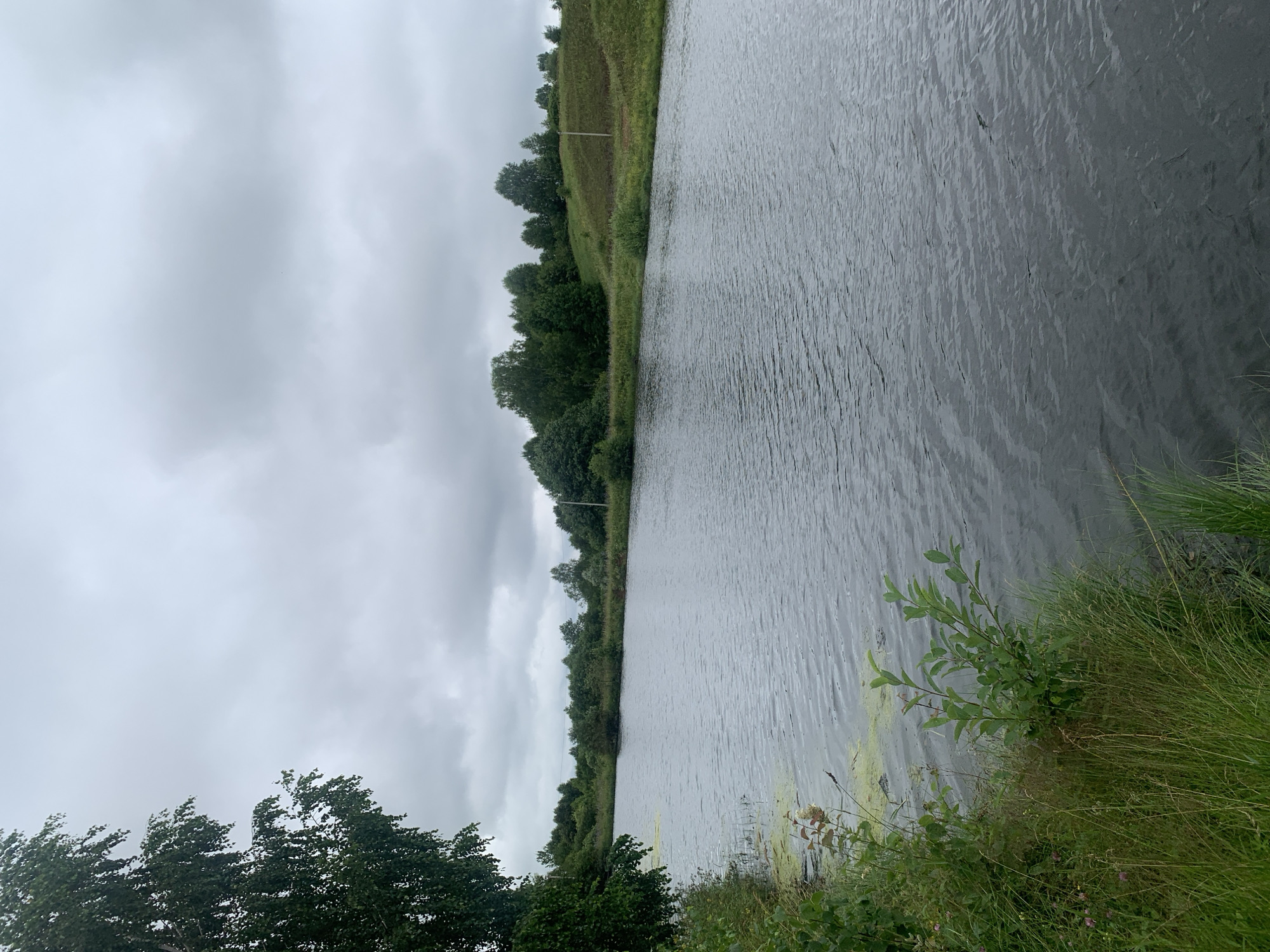 The image depicts a calm body of water, likely a river or lake, under a cloudy sky. The foreground features lush green grass and vegetation along the bank, with some patches of algae floating on the water's surface. In the background, a line of trees and undulating green hills create a natural landscape. The scene appears to be a tranquil outdoor setting, possibly in the rural outskirts of Zasechnyi, Russia, characterized by its natural beauty and overcast weather. No people or animals are visible in the frame.