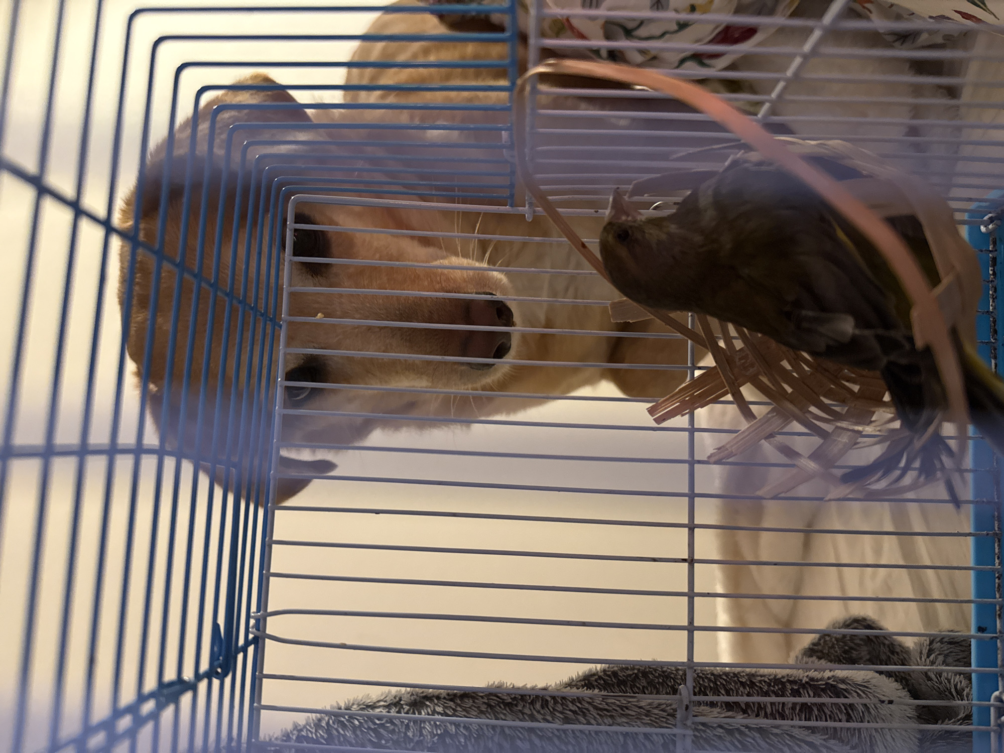 An indoor scene in the City of Zagreb, Croatia, depicts a light tan-colored dog observing a small bird contained within a wire cage. The dog's head and upper body are visible directly behind the cage, with its snout and eyes directed downwards towards the bird. The cage features blue horizontal bars on top and lighter vertical bars. Inside the cage, a dark olive-green bird, exhibiting some yellow plumage on its underside, is perched near a light brown, woven basket-like structure. A grey, textured plush item is visible on the left interior of the cage. The background consists of a light-colored wall, with a segment of patterned white and multi-colored fabric visible to the right of the cage.