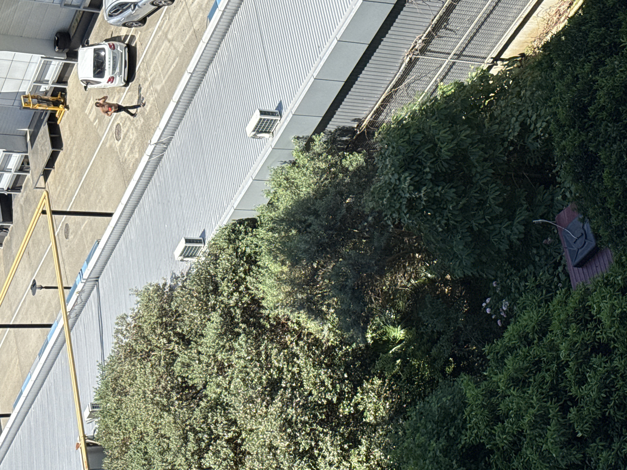 The image depicts an aerial view of an industrial or commercial area. In the foreground, lush green trees dominate the scene, obscuring much of the lower portion of the frame. Above the trees, a series of flat, grey, corrugated metal roofs are visible, characteristic of warehouse or factory buildings. Air conditioning units are placed on some of these rooftops.
In the background, a paved area, possibly a parking lot or walkway, is visible. A person, a male wearing dark trousers and a light-colored, short-sleeved shirt, is walking on this paved area. He appears to be holding a red object in his right hand and is looking towards his right. A white car is parked on the paved area to his right, and a silver car is parked further to the right. Yellow pipes run horizontally across the image in the upper portion, suggesting infrastructure within the complex. Industrial-looking structures, including a yellow forklift, are also present in the background. The overall environment suggests a functional, operational setting rather than a residential one. The presence of specific architectural elements and the style of the vehicles do not offer immediate clues to pinpoint the exact location within Sochi, Russia, but the overall scene is consistent with an industrial park or a large commercial facility that might be found in such a city.