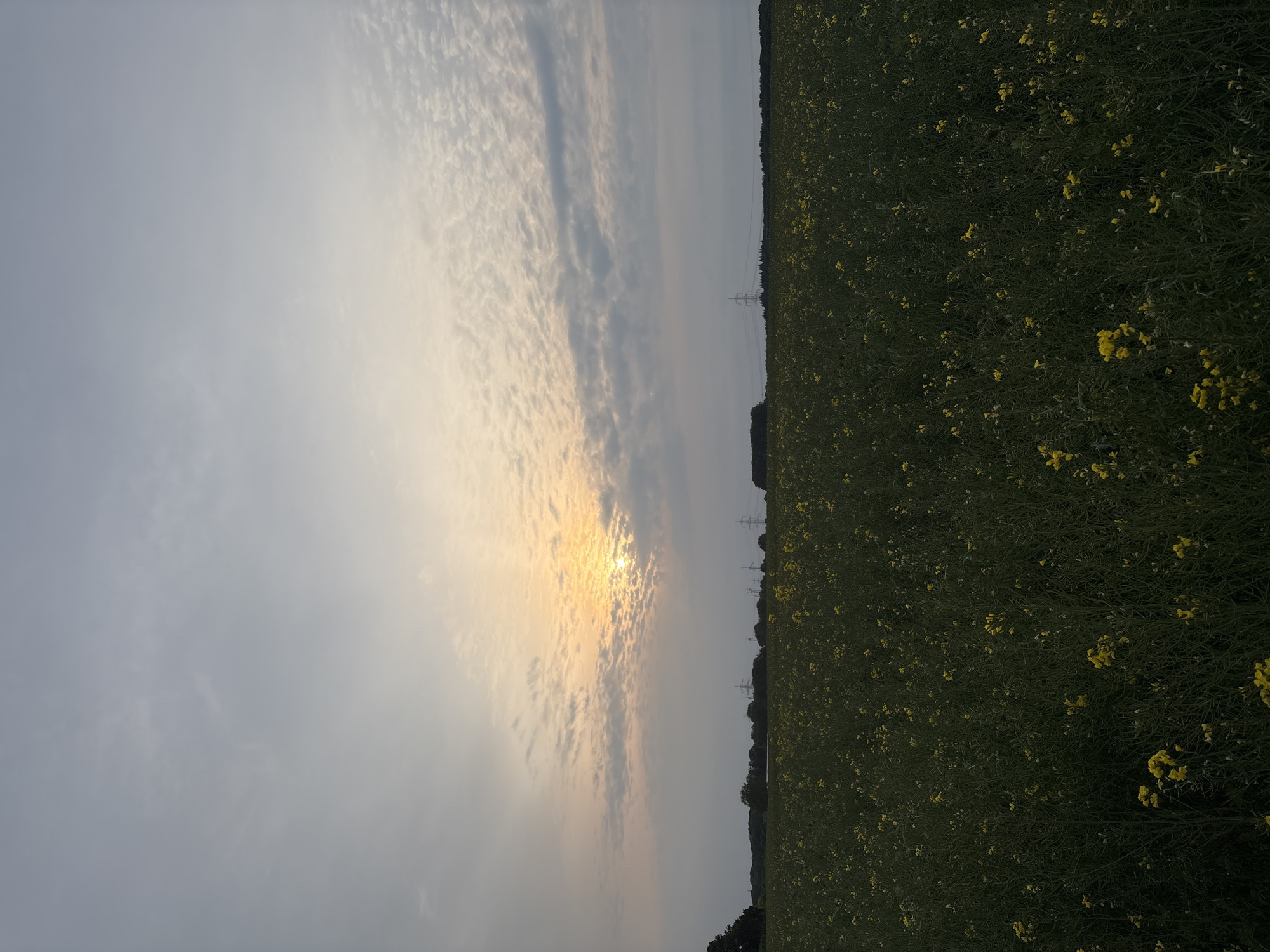 The image depicts a field of flowering plants with yellow blossoms, likely rapeseed, bordering a sky obscured by thin clouds and the setting sun. The sun is positioned low on the horizon, partially obscured by the clouds. In the background, utility poles are visible on the border of the field. The location is consistent with a rural area of Mönchengladbach, Germany, given the agricultural landscape and the presence of utility infrastructure. No people, actions, or interactions are discernible.