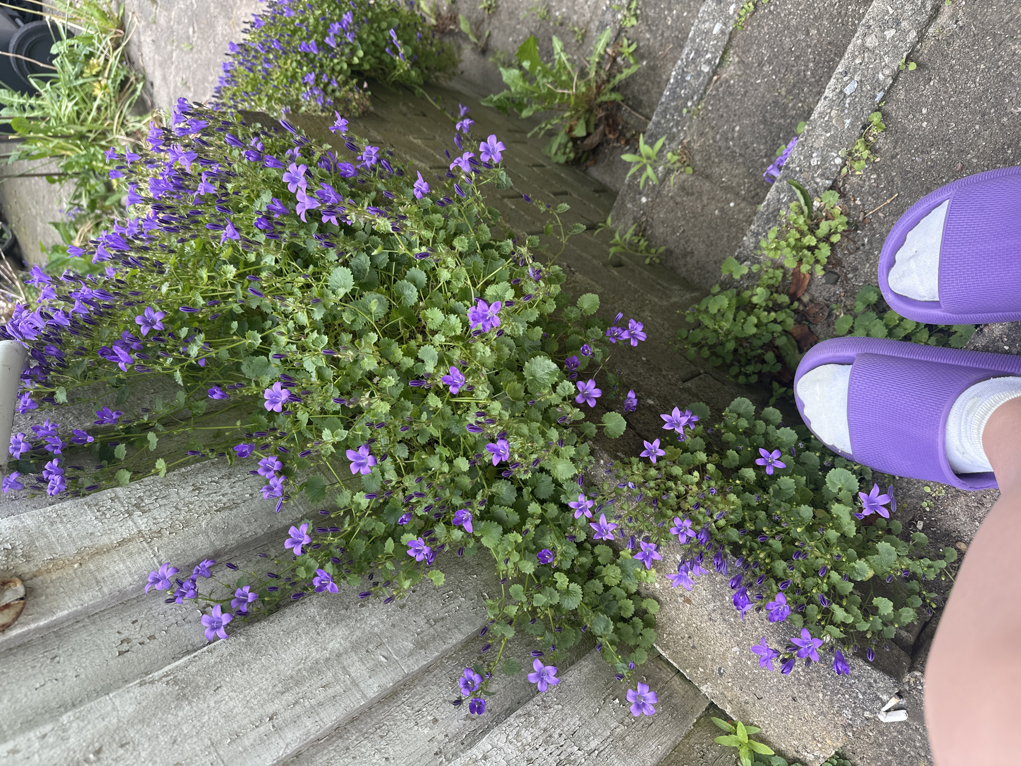 This image presents an overhead, slightly angled view of an outdoor scene featuring vibrant purple flowers, concrete steps, and a person's feet. The setting appears to be a garden or pathway, consistent with a location in Horsens, Denmark.
The dominant feature is a lush growth of small, star-shaped purple flowers with abundant green foliage, likely bellflowers (Campanula species). These plants cascade over a weathered grey wooden structure or planks on the left side of the frame and sprawl across the concrete steps and ground on the right. Many flowers are in full bloom, while others are still in bud form.
In the top and bottom right sections of the image, the lower legs and feet of a person are visible. The person is wearing comfortable, textured slide sandals in a distinct lavender or light purple color, paired with clean white socks. The concrete steps are rugged and show signs of age, with various small weeds and patches of green growth emerging from cracks and alongside the main floral display. Additional larger weeds, possibly dandelions, are visible in the background, further emphasizing the natural, slightly untamed outdoor environment.
The lighting suggests it is daytime, with soft, diffused illumination indicating either an overcast sky or indirect sunlight. There are no harsh shadows, contributing to a calm and natural atmosphere. No text is visible in the image. The scene captures a moment of human presence amidst flourishing plant life and weathered architectural elements.