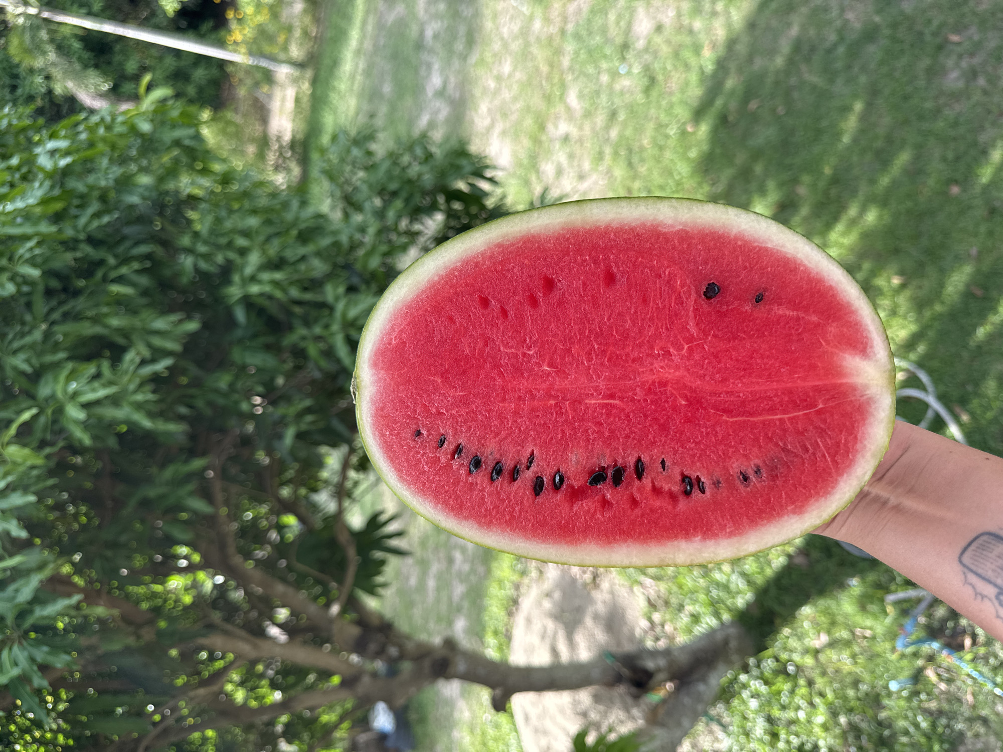 A close-up, eye-level shot depicts a halved watermelon held in someone's hand. The watermelon is elliptical, with a bright red interior and a scattering of black seeds. The outer rind is a light green. The hand holding the watermelon is pale-skinned and has a tattoo visible on the wrist. The background is blurry, showing green foliage of a tree and a patch of grass. The photo was taken outdoors, possibly in daylight. The geographical location is Baan Don Sai, Thailand.
