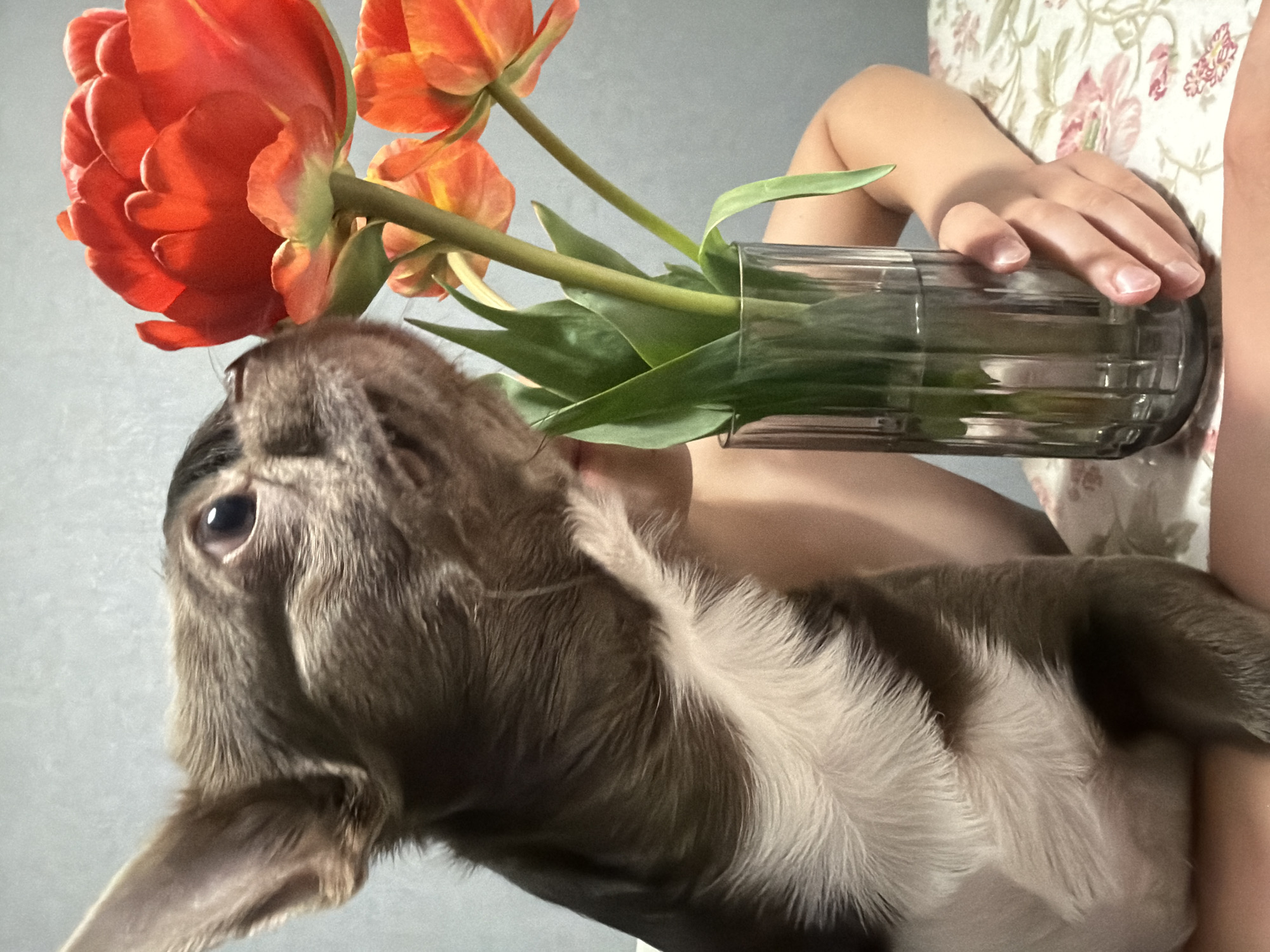 A close-up, slightly angled shot features a cat being held with a vase of tulips positioned near its head. The cat is predominantly grey and white, with a focused expression as it looks up towards the red and orange tulips. A glass vase containing water and tulip stems is held in the background by a person's hand. The background includes a floral-patterned fabric and a light grey wall. There is no indication that this image was taken in the city of Votkinsk, Russia.