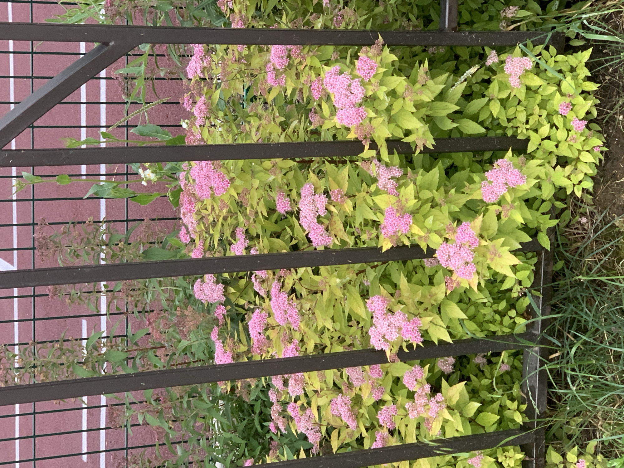 In Stavropol, Russia, a dense cluster of ornamental shrubs with bright green-yellow foliage and numerous small pink flowers is visible behind a dark metal fence. The fence consists of vertical bars, with one diagonal bar on the right side. Beyond the fence, a track with pink surfacing and white lane markers is discernible. The foreground shows some blades of grass.
