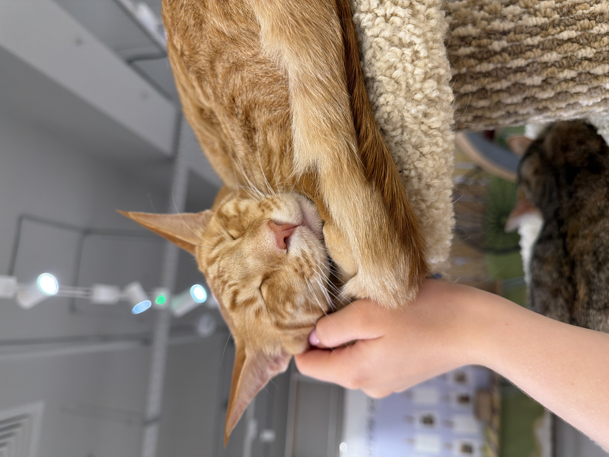 A close-up shot shows an orange tabby cat sleeping peacefully, nestled on a carpeted perch of a cat tree. A person's hand gently supports the cat's head, with the thumb touching the cat's cheek. The background is blurred, revealing a ceiling with track lighting and other elements of an indoor environment, possibly a cat cafe or shelter. Another cat is partially visible in the background, also resting. The lighting is bright, casting a soft glow on the scene. The image does not depict any specific location in Krasnodar, Russia.