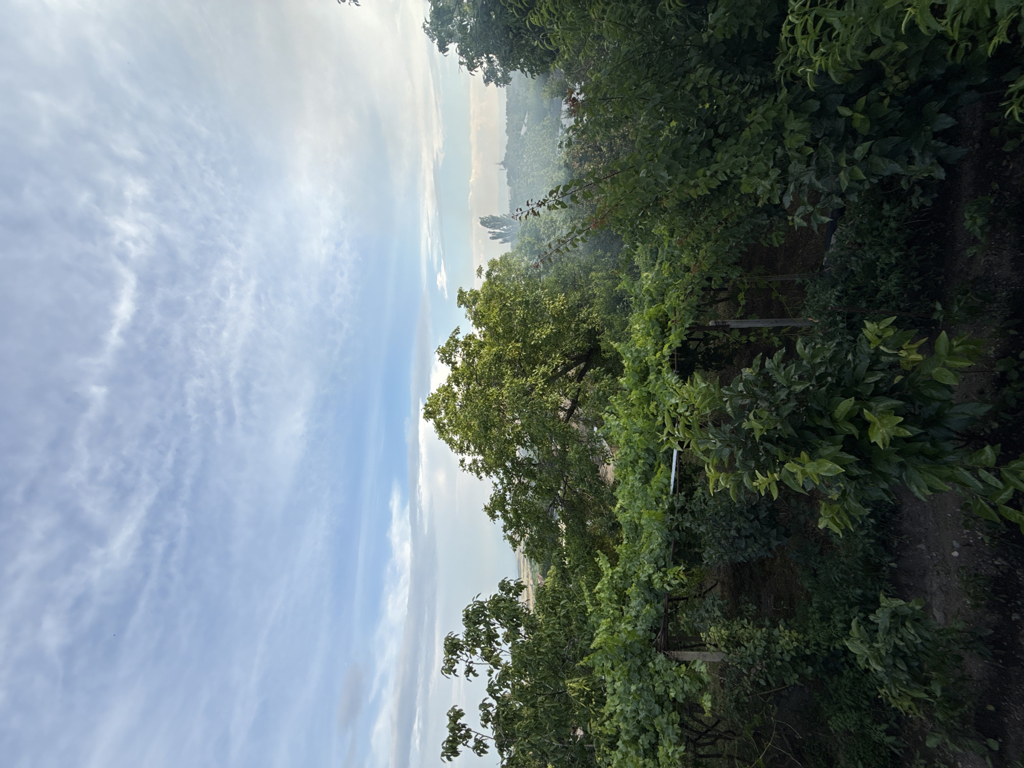 The image captures a view of lush greenery and a distant landscape under a partly cloudy sky. In the foreground, dense foliage of trees and vines, likely in a garden or orchard, dominates the scene. The vines are supported by a trellis structure. Beyond the immediate greenery, the mid-ground reveals a rolling landscape dotted with trees and some structures, possibly a small town or village, fading into a hazy distance. The sky is a soft blue with wispy white clouds, suggesting either early morning or late afternoon light. The overall impression is one of a tranquil, natural setting. The context of Kosh, Armenia, situates this scene within a rural or semi-rural environment, potentially a private property with cultivated land. There are no people or explicit actions depicted in the image.