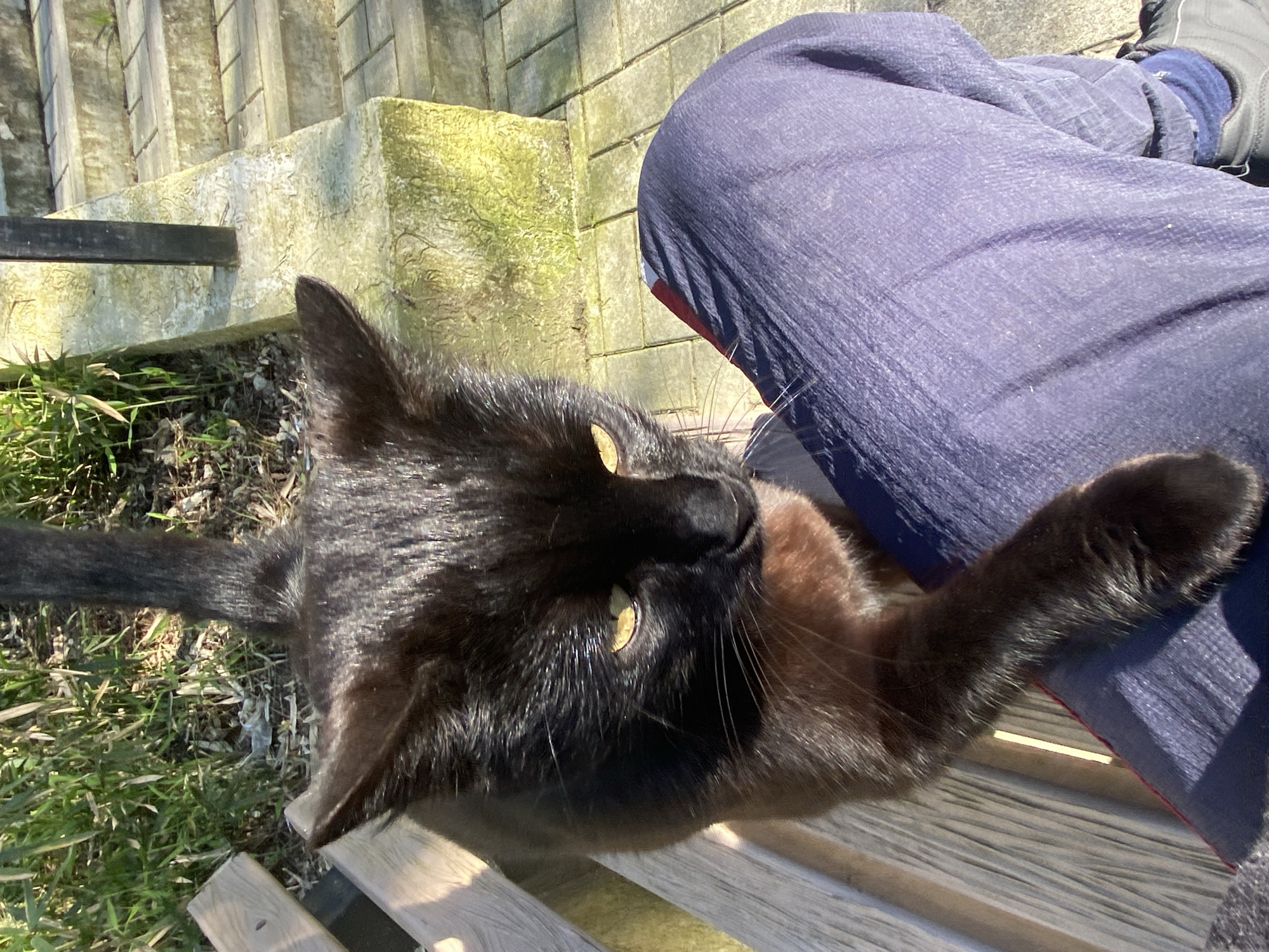 A black cat with yellow eyes is sitting on a wooden bench beside a person wearing blue pants and a dark shoe. The bench is located near a set of concrete stairs covered with moss, with grass growing at the base. The scene is brightly lit with sunlight. The location is Sochi, Russia.