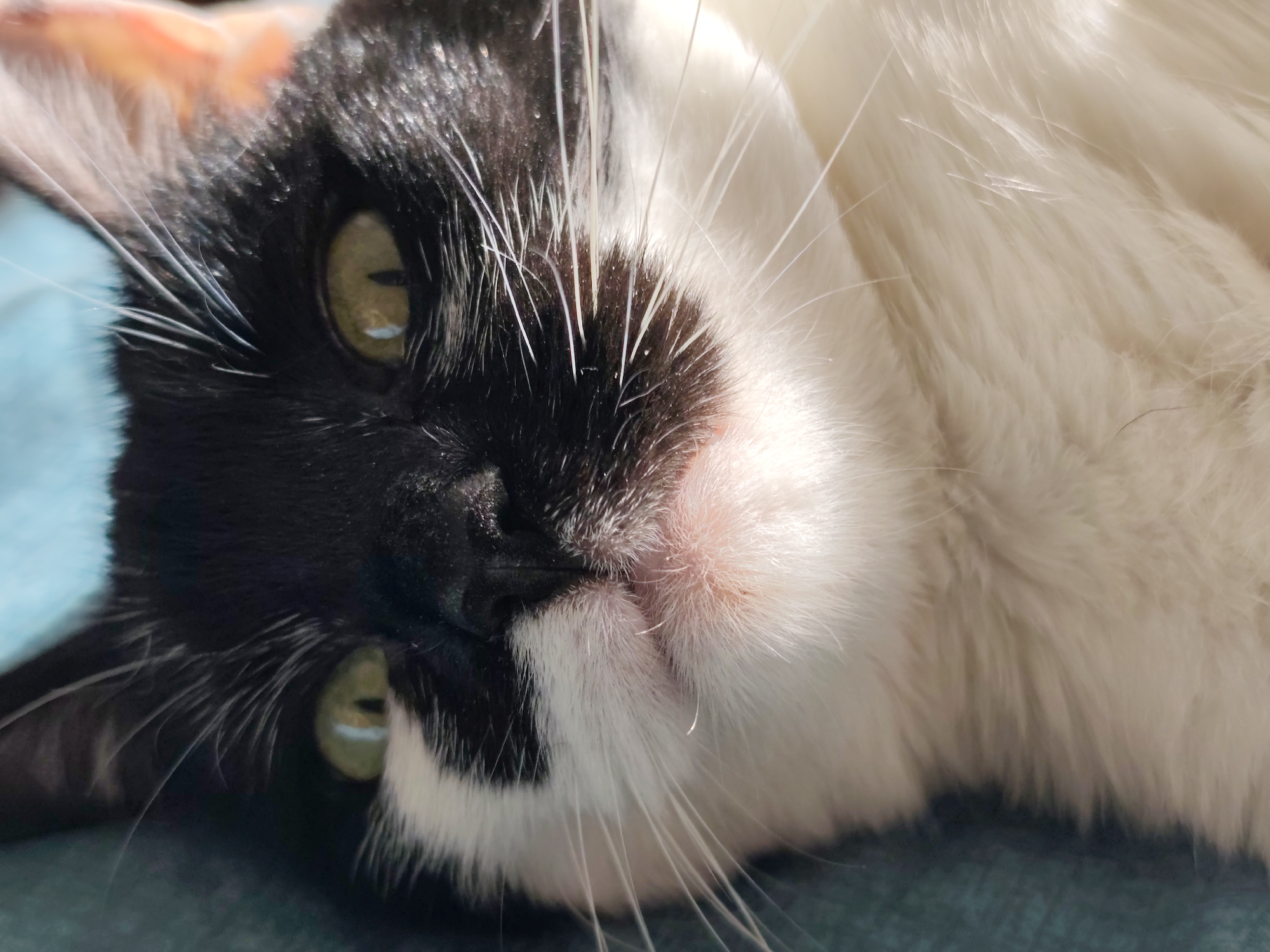 The image is a close-up, high-angle shot of a black and white cat lying on a textured, teal surface. The cat's head is tilted, with its left eye, a striking green, clearly visible. The eye has a slit pupil and a light reflection. The cat's nose is pinkish, surrounded by white fur and long, white whiskers that fan out. The fur on its face is a mixture of black and white, with a distinct black patch covering most of its left eye and extending to its nose. The right side of its face and body are covered in fluffy white fur. Sunlight highlights the cat's fur and whiskers, creating a soft, luminous effect. The background is blurred, with a hint of a light blue object on the left. There is no visible indication of the city of Mykolaiv, Ukraine, in the image.