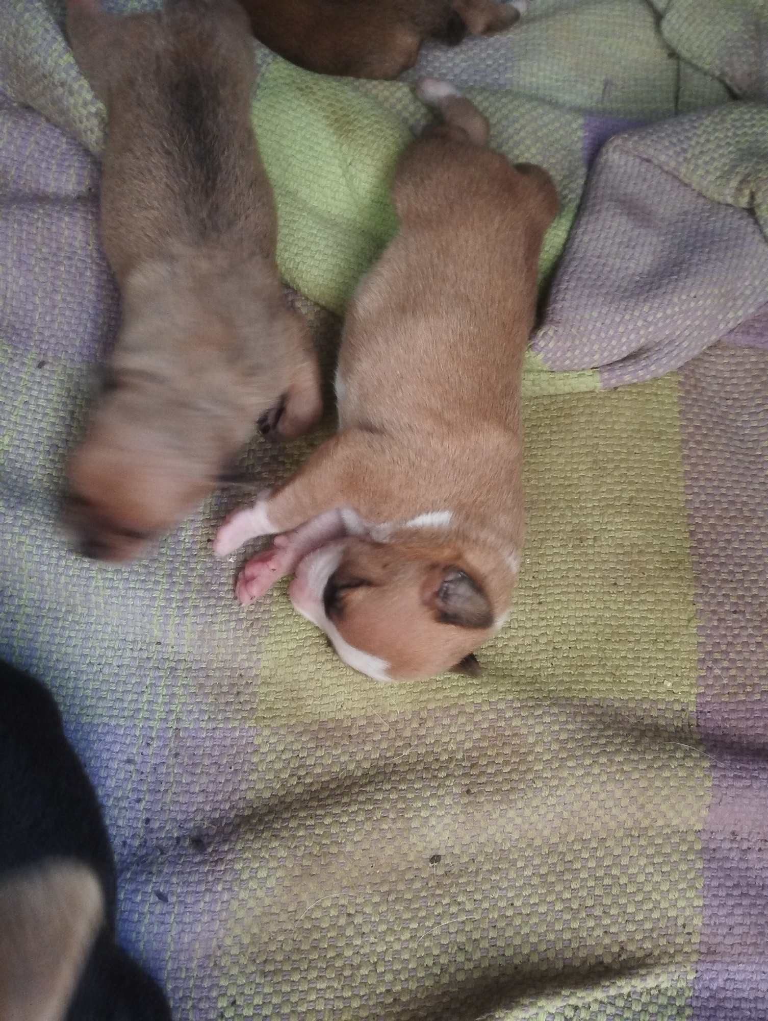 The image shows a group of newborn puppies lying on a woven blanket with a striped pattern of light green and lavender. One puppy is light brown with a white patch on its head. Another puppy is light brown and slightly out of focus, suggesting movement. Part of a black puppy is visible in the lower left corner. The location of the image in Porlamar, Venezuela is not discernible from the image.