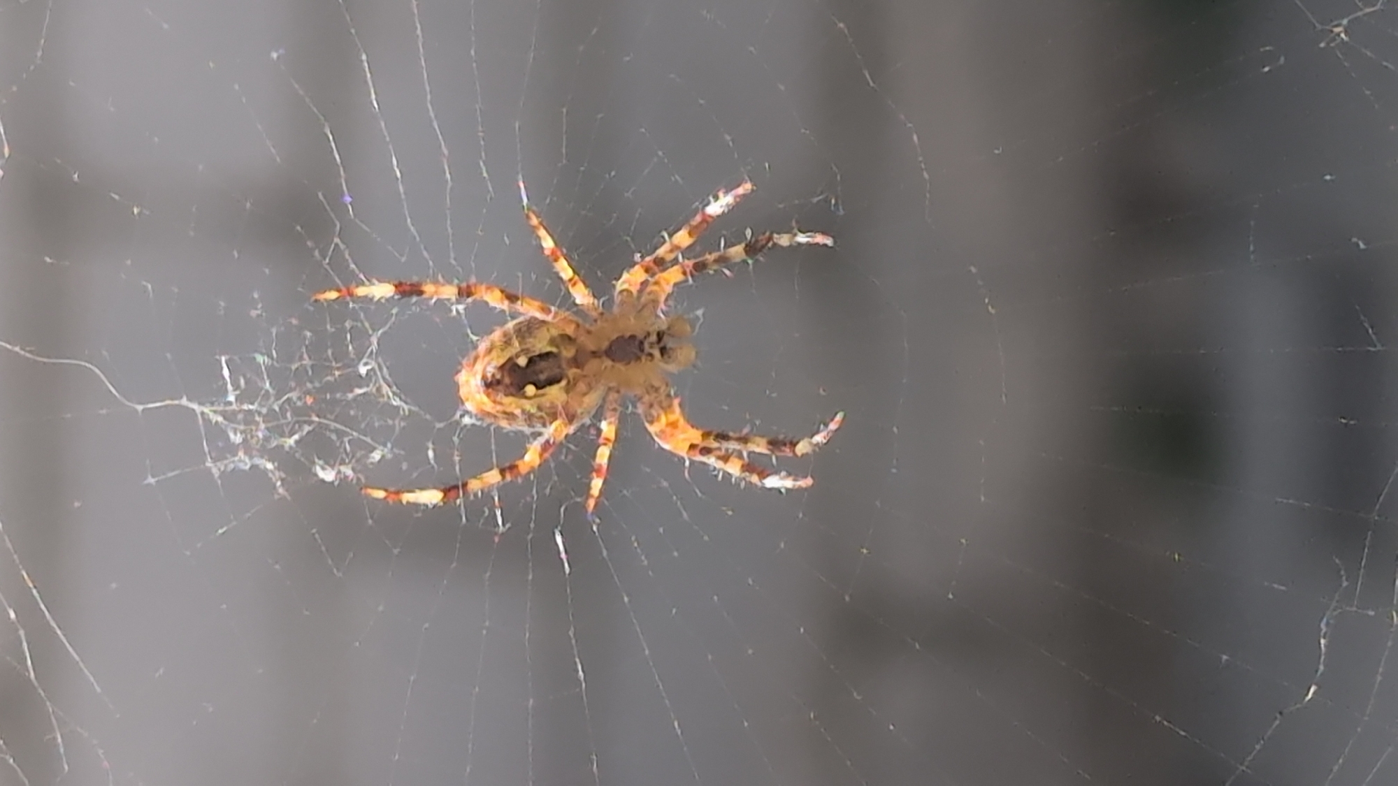 A close-up, full-frame shot captures an orb-weaver spider suspended in its web. The spider, primarily brown and yellow with dark markings on its legs and abdomen, is centrally located in the frame, its eight legs spread out. The intricate, gossamer threads of its web are clearly visible against a softly blurred, gray background. The lighting is diffused, creating subtle highlights on the web's silk. The scene is devoid of any human presence, artificial structures, or recognizable urban elements, making it impossible to determine its location within the city of Izmail, Ukraine.