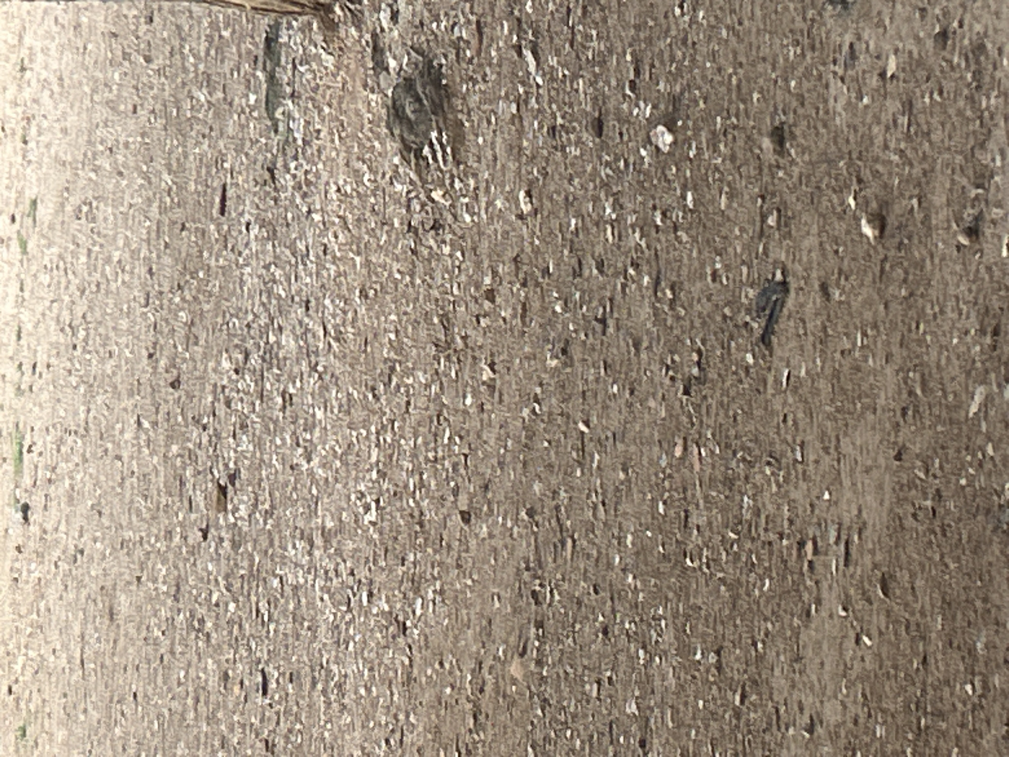 The image shows a close-up, ground-level view of a gravelly or rocky dirt path. The surface is uneven and composed of small, light-colored pebbles and darker dirt. Some larger stones and debris are scattered across the path. In the middle-lower portion of the image, a dark, elongated object that appears to be a piece of trash or debris lies on the ground. The background is out of focus, but suggests a dry, open environment. The lighting is bright, indicating daytime. The image does not contain any discernible landmarks or features that would allow for specific identification of the city of Santa Ana, Venezuela.