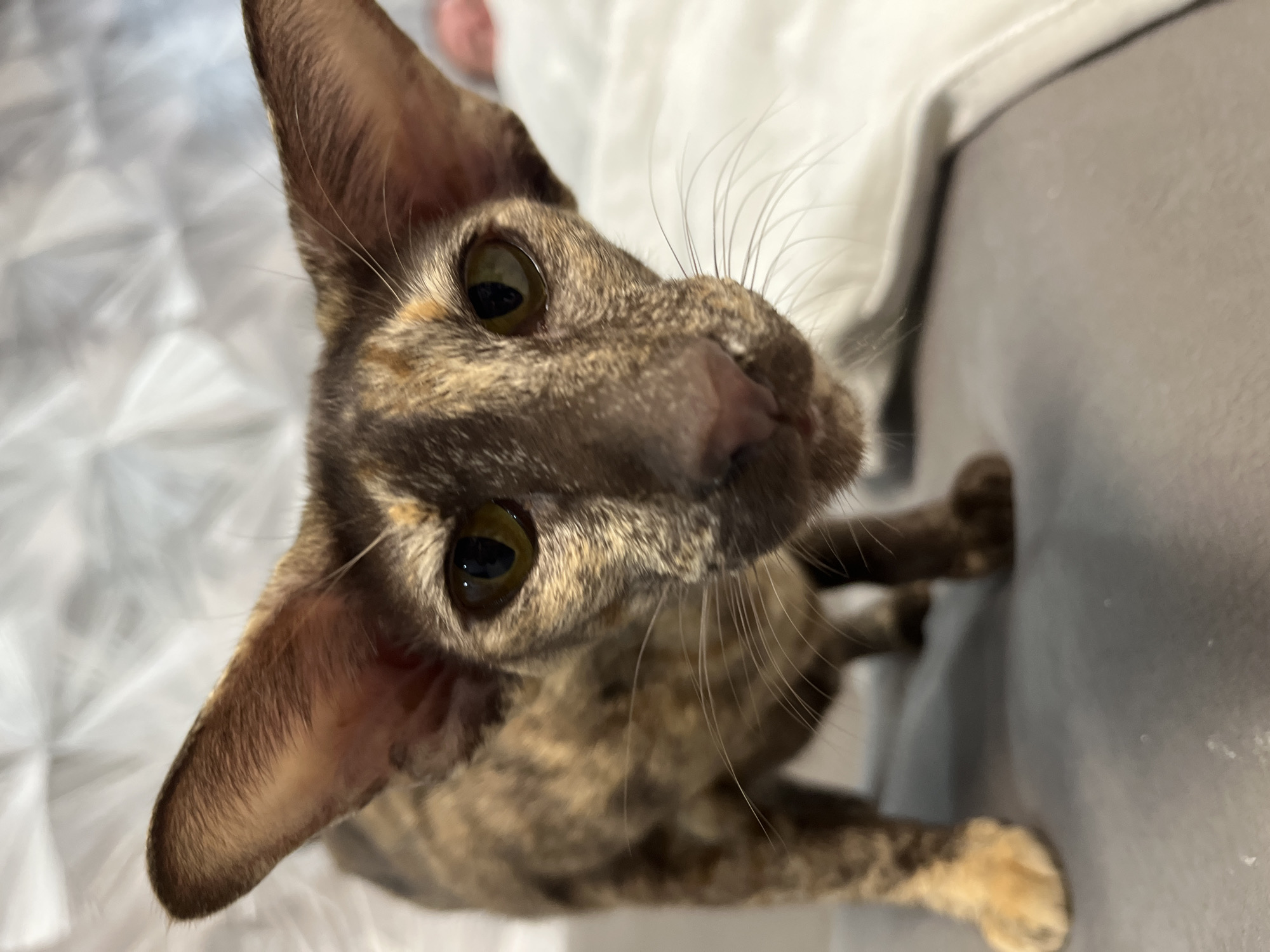 A close-up, high-angle shot captures a cat looking directly upwards, its large, pointed ears prominent. The cat has a distinctive tortoiseshell or tabby coat, blending shades of dark brown, tan, and black. Its eyes are a striking green-yellow, wide and focused on the camera, conveying curiosity and attentiveness. Long, white whiskers fan out from its muzzle, adding to its expressive face.
The background is softly blurred, focusing all attention on the cat. On the left side of the frame, a light-colored, textured fabric, possibly a white or light grey blanket or duvet, is visible. To the right, a darker, solid grey surface, likely a sofa or chair, provides a neutral backdrop. The scene is indoors, with lighting that illuminates the cat's features. There are no other subjects or activities clearly visible beyond the cat's direct gaze. No text is present in the image. This moment was captured in Chaikovsky, Russia.